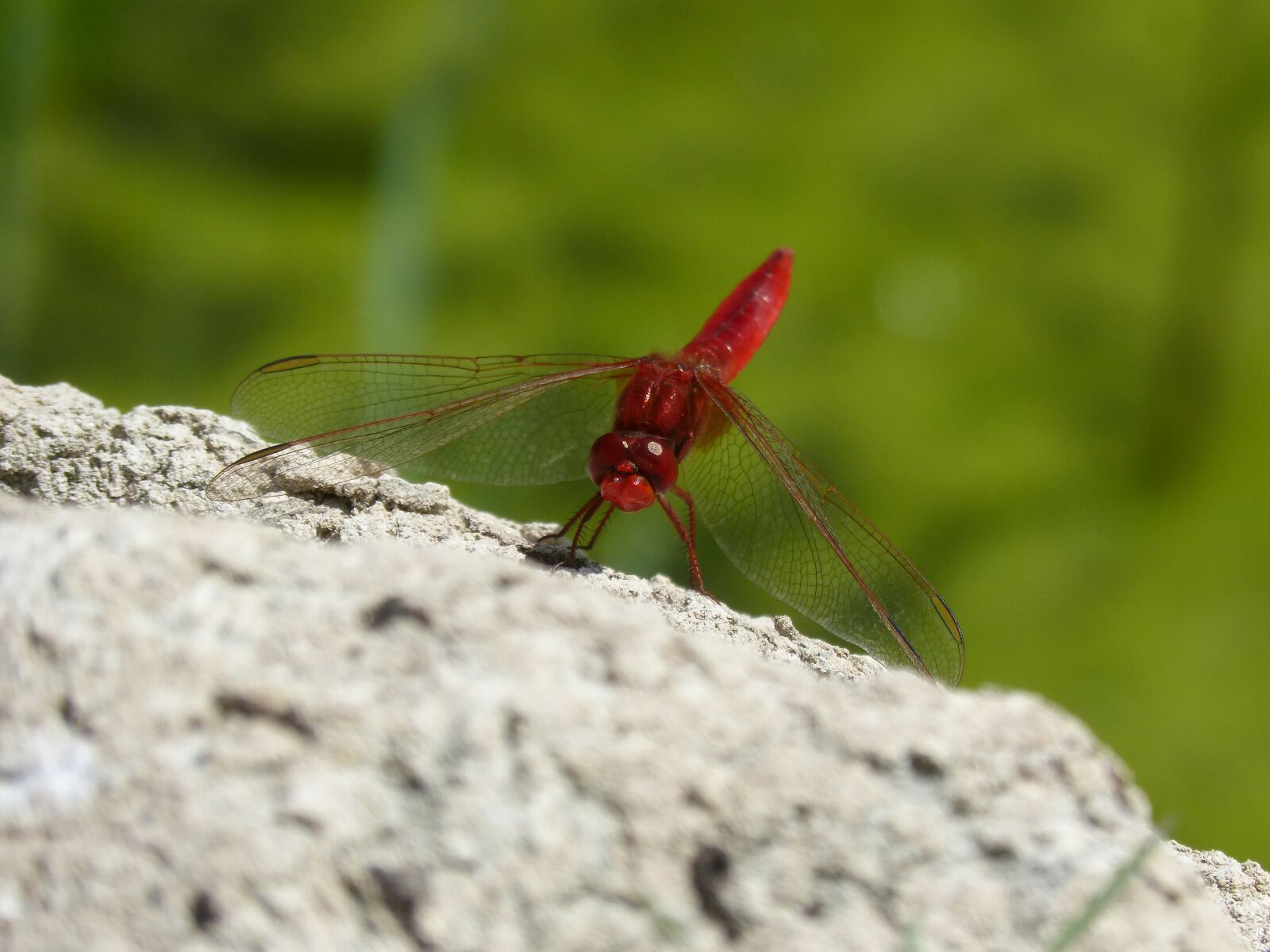 Panasonic DMC-FZ62 sample photo. Red dragonfly, dragonfly, erythraea photography