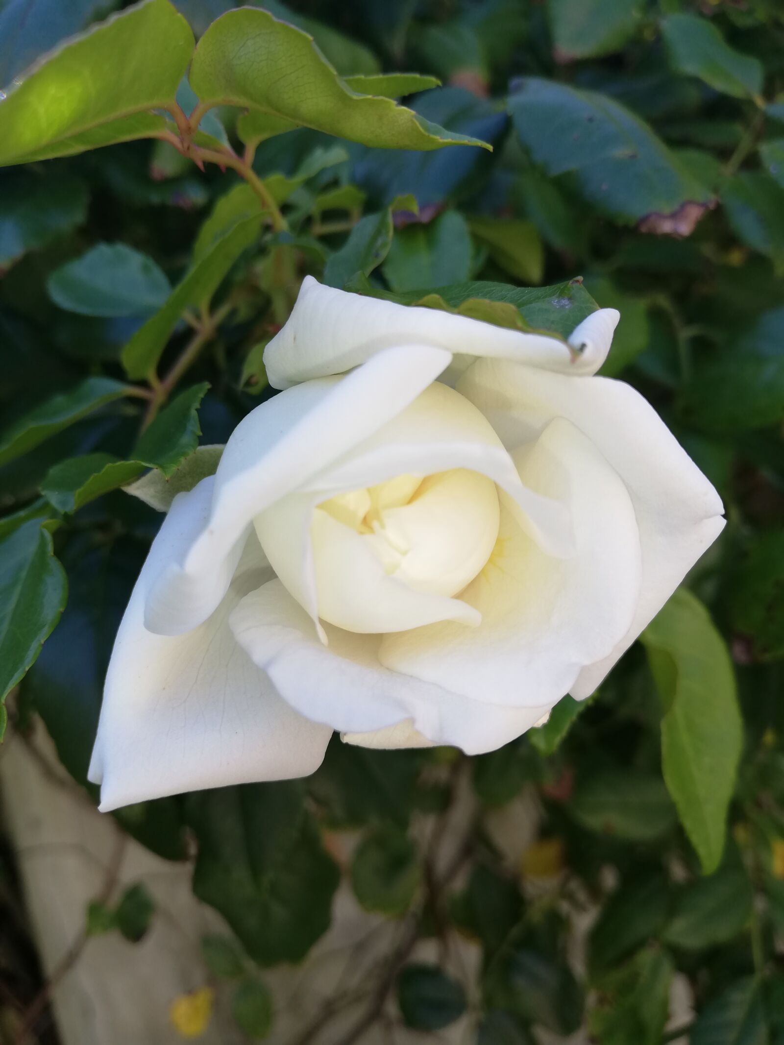 HUAWEI P20 lite sample photo. Rose, white, plant photography