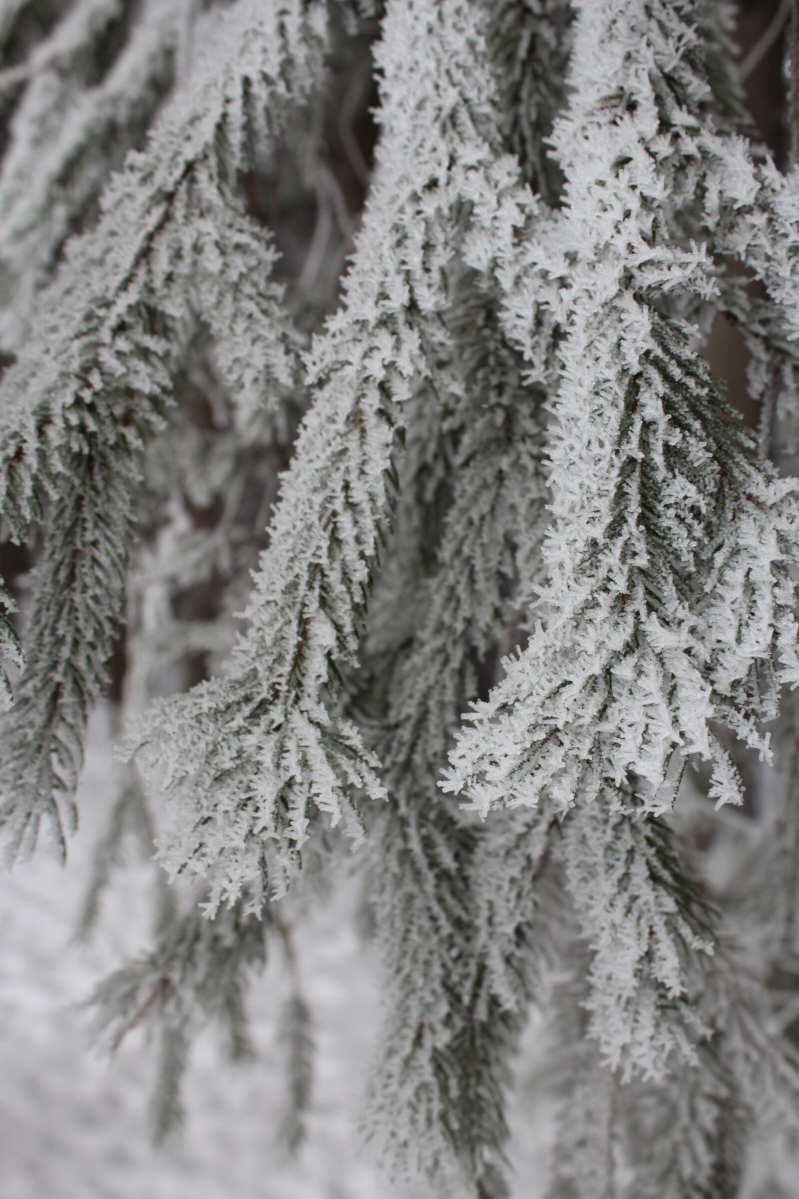 Canon EOS 1200D (EOS Rebel T5 / EOS Kiss X70 / EOS Hi) sample photo. Frosty, tree, winter photography