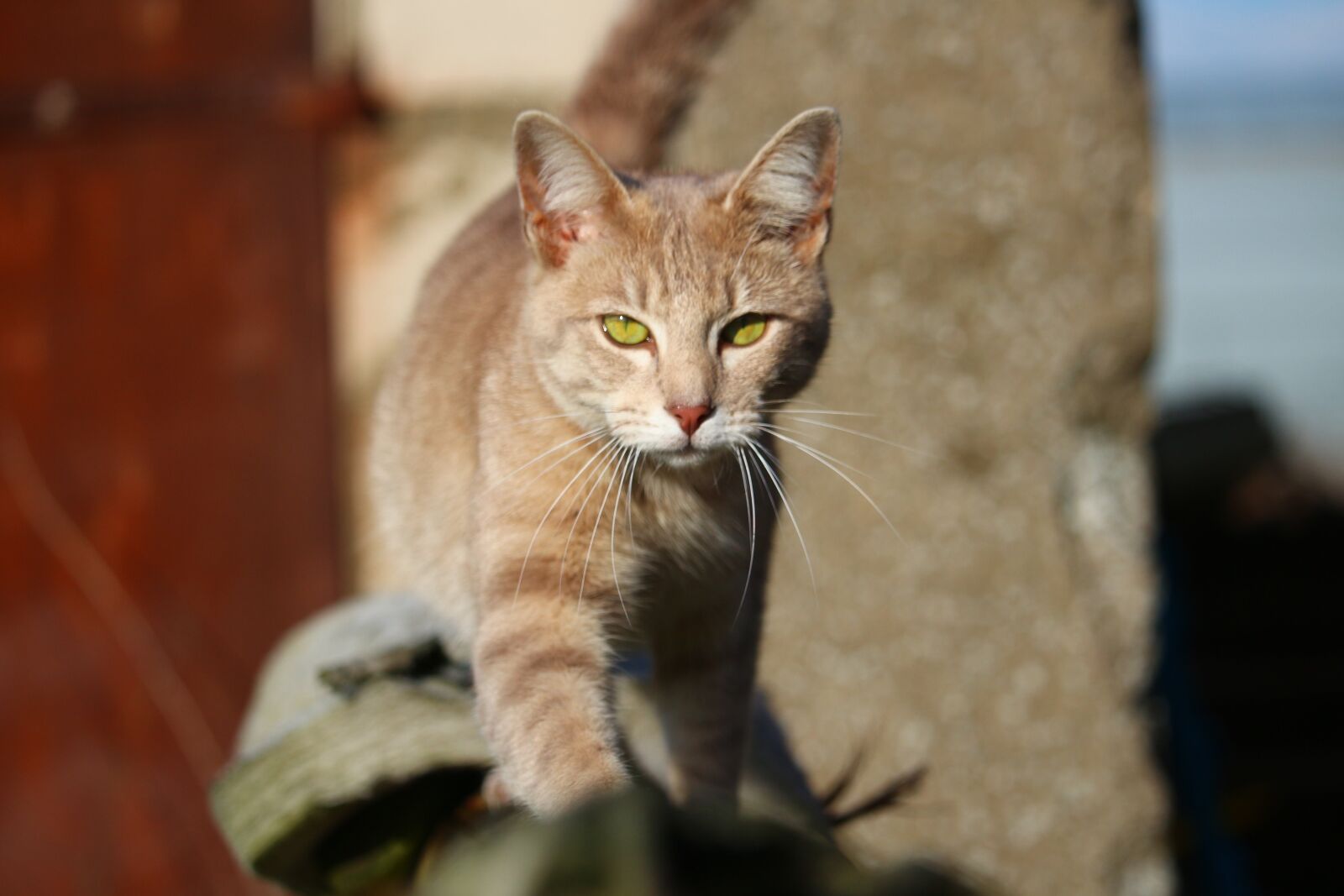 Canon EOS 100D (EOS Rebel SL1 / EOS Kiss X7) sample photo. Cat, mieze, mackerel photography