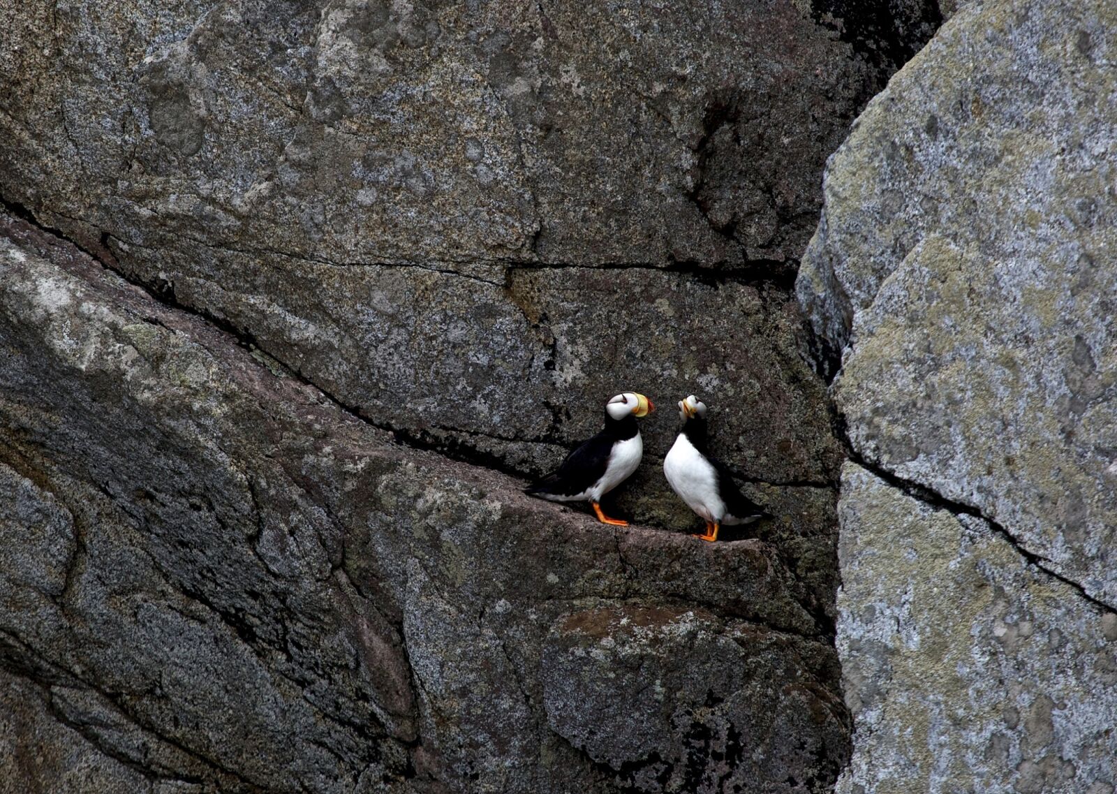 Canon EF 100-400mm F4.5-5.6L IS USM sample photo. Horned puffins, ledge, birds photography