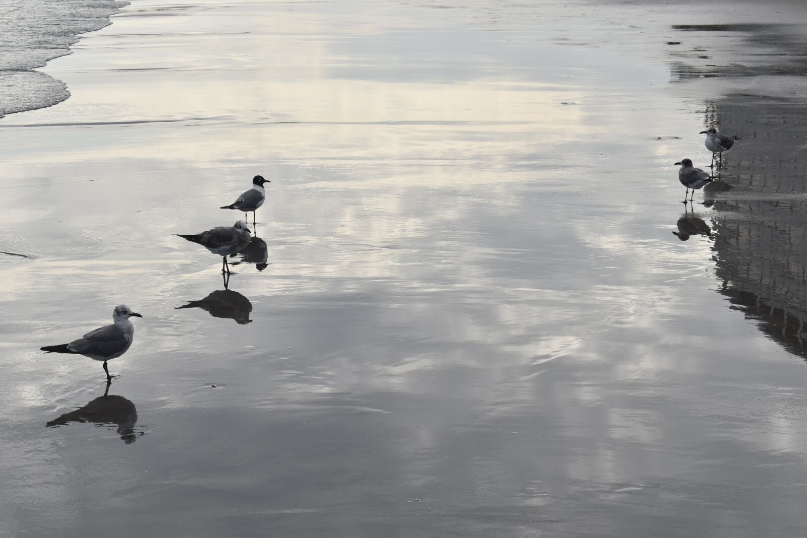 Nikon D5600 sample photo. Body of water, birds photography