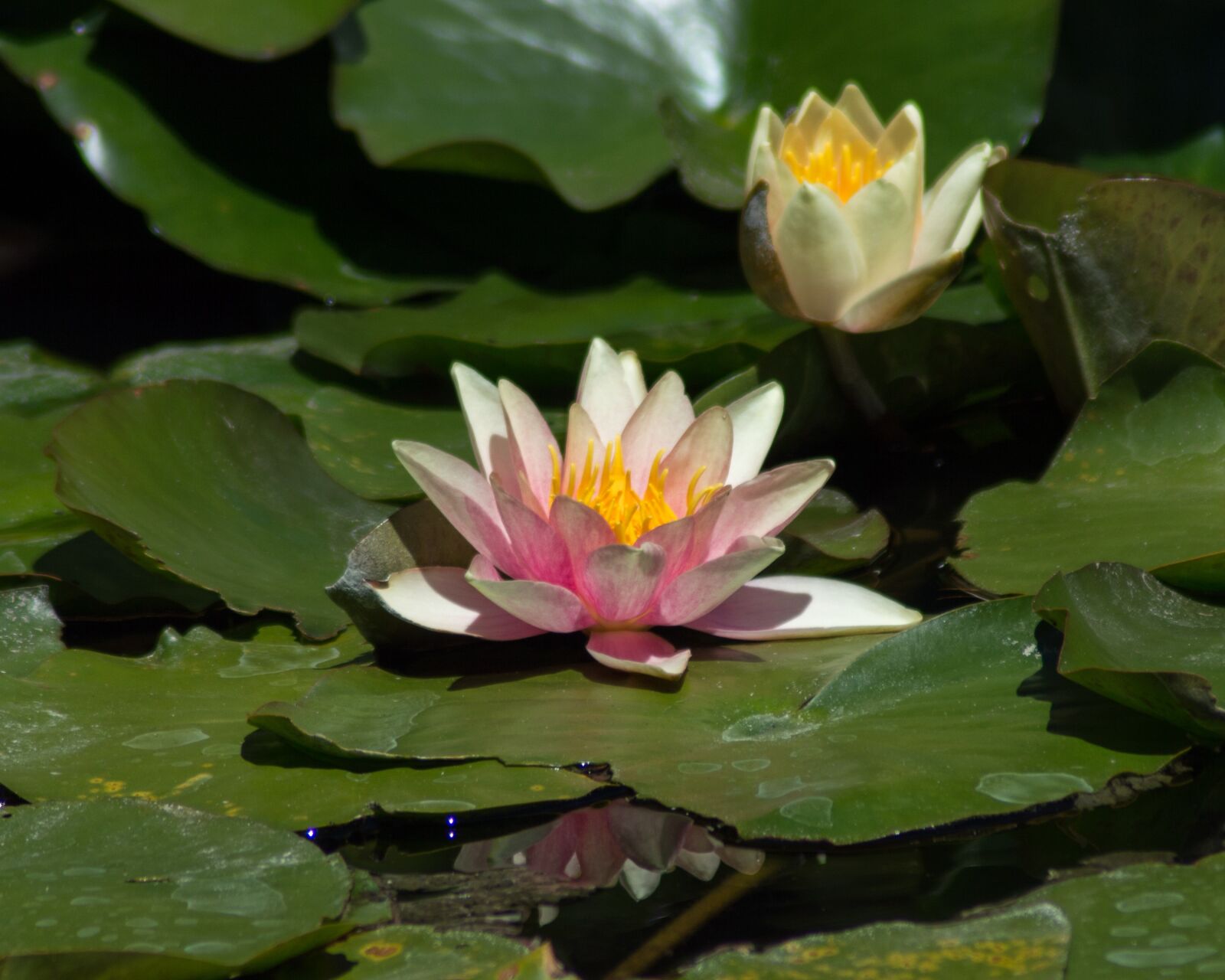 Nikon D3200 sample photo. Pink, white, waterlily photography