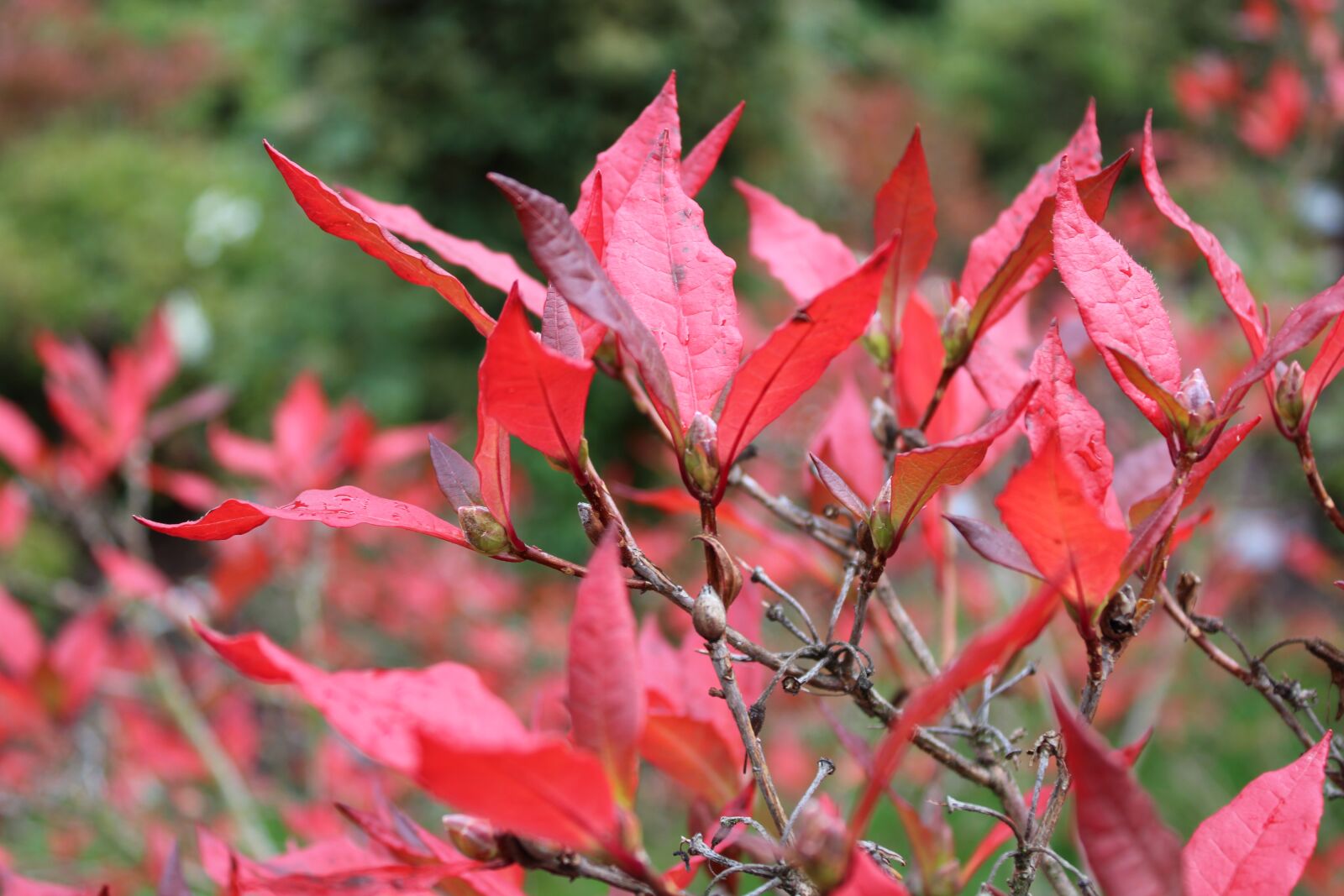 Canon EOS 2000D (EOS Rebel T7 / EOS Kiss X90 / EOS 1500D) sample photo. Autumn, leaves, nature photography