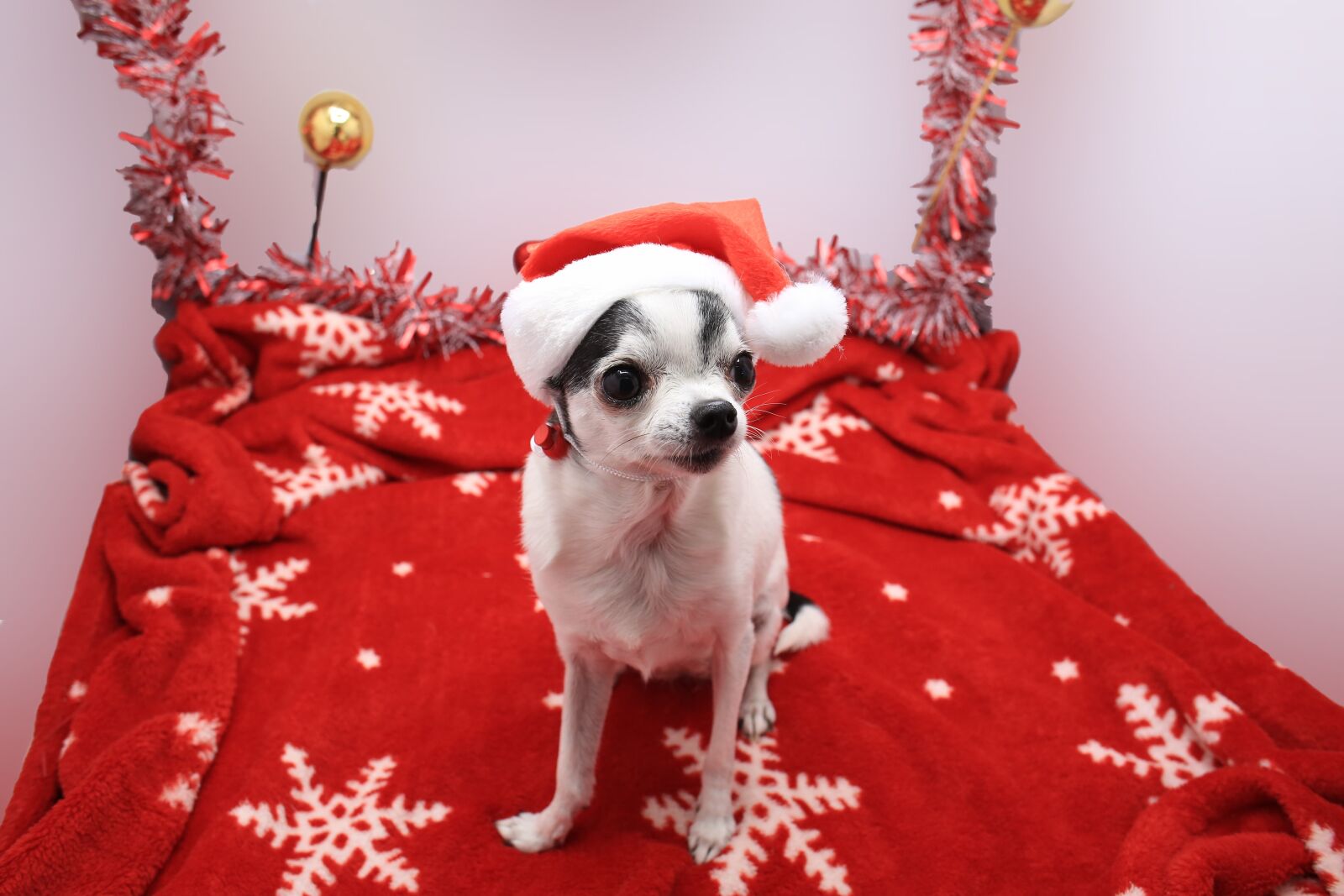 Canon EF 24mm F2.8 IS USM sample photo. Christmas, dog, picture photography