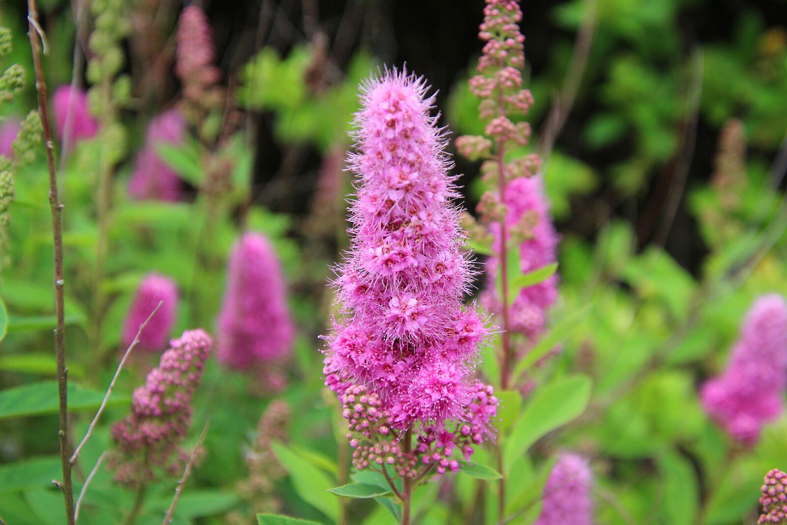 Canon EOS 700D (EOS Rebel T5i / EOS Kiss X7i) sample photo. Flower, plant, purple loosestrife photography