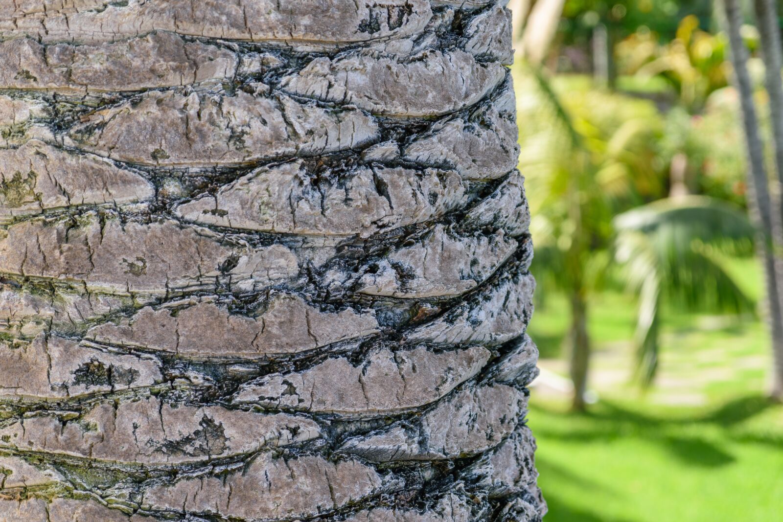 Nikon D5500 sample photo. Palm, tribe, plant photography