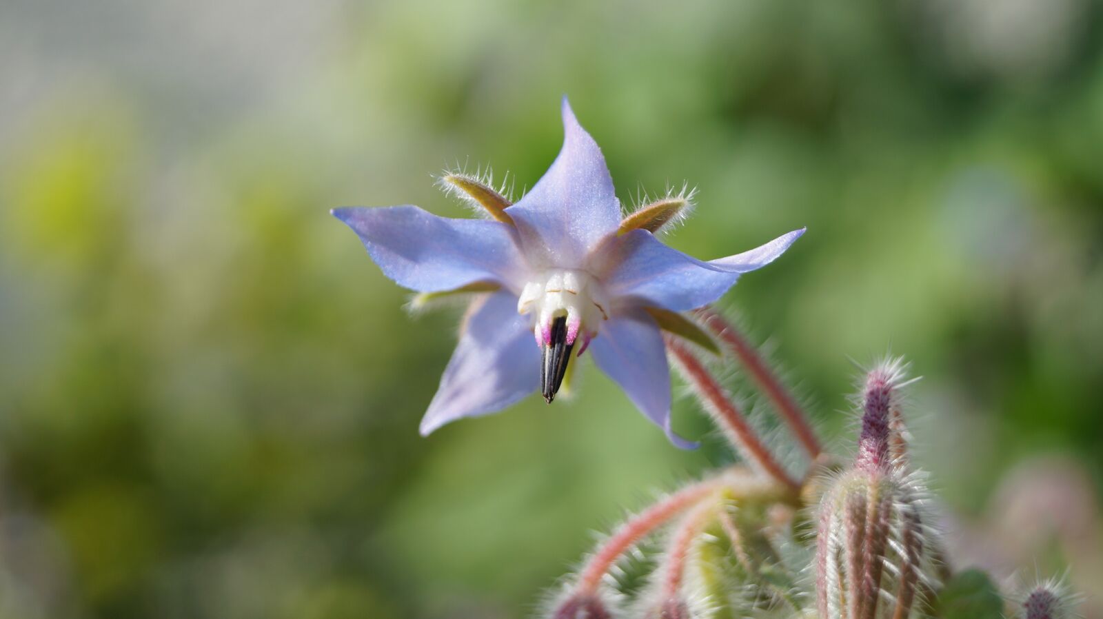 Sony DT 18-55mm F3.5-5.6 SAM II sample photo. Nature, plant, flower photography
