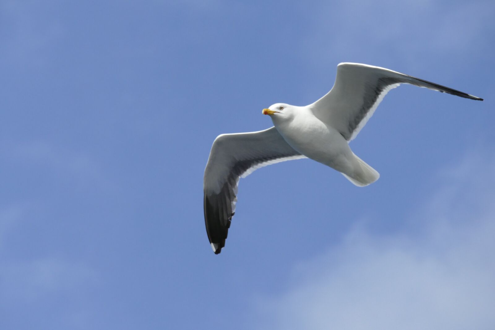 Panasonic Lumix DMC-FZ1000 sample photo. Seagull, sea, bird photography