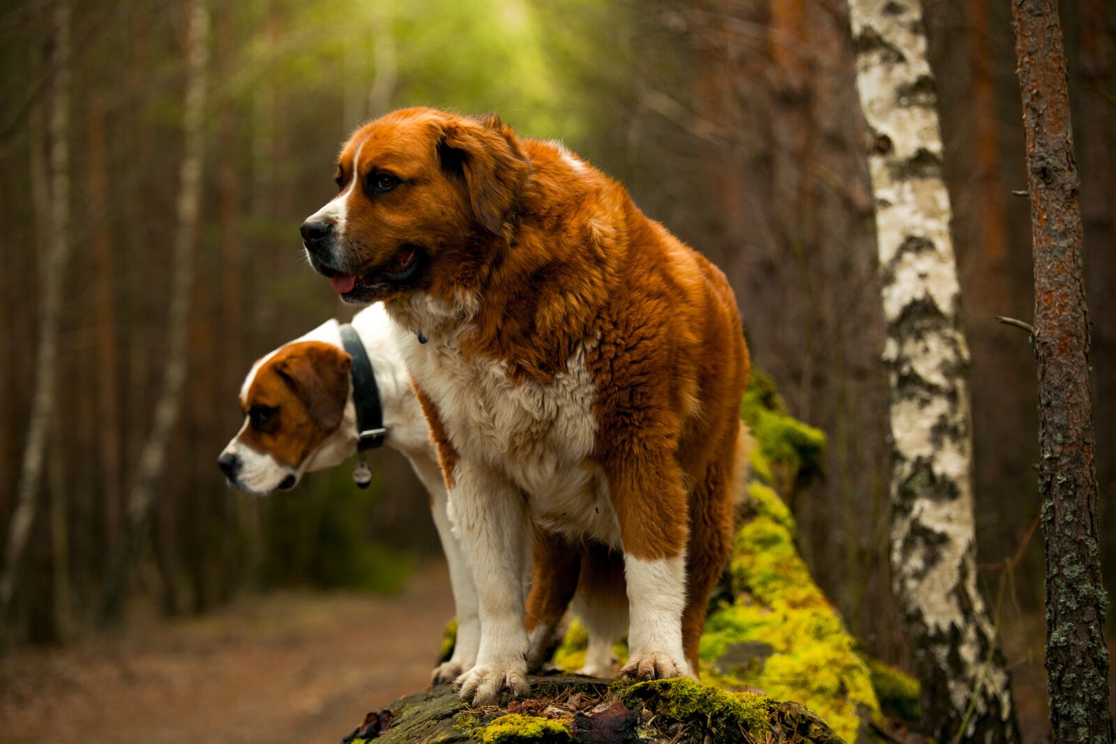 Canon EOS 6D sample photo. Saint bernard, dog, freedom photography