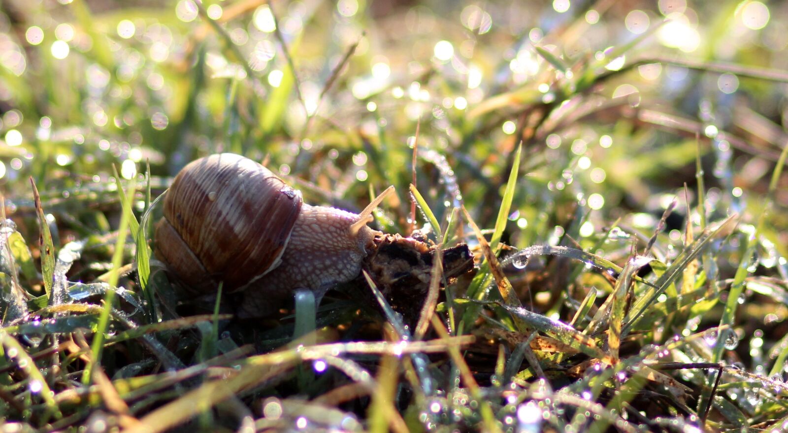 Canon EOS 700D (EOS Rebel T5i / EOS Kiss X7i) + Canon EF 85mm F1.8 USM sample photo. Snail, dew, morning photography