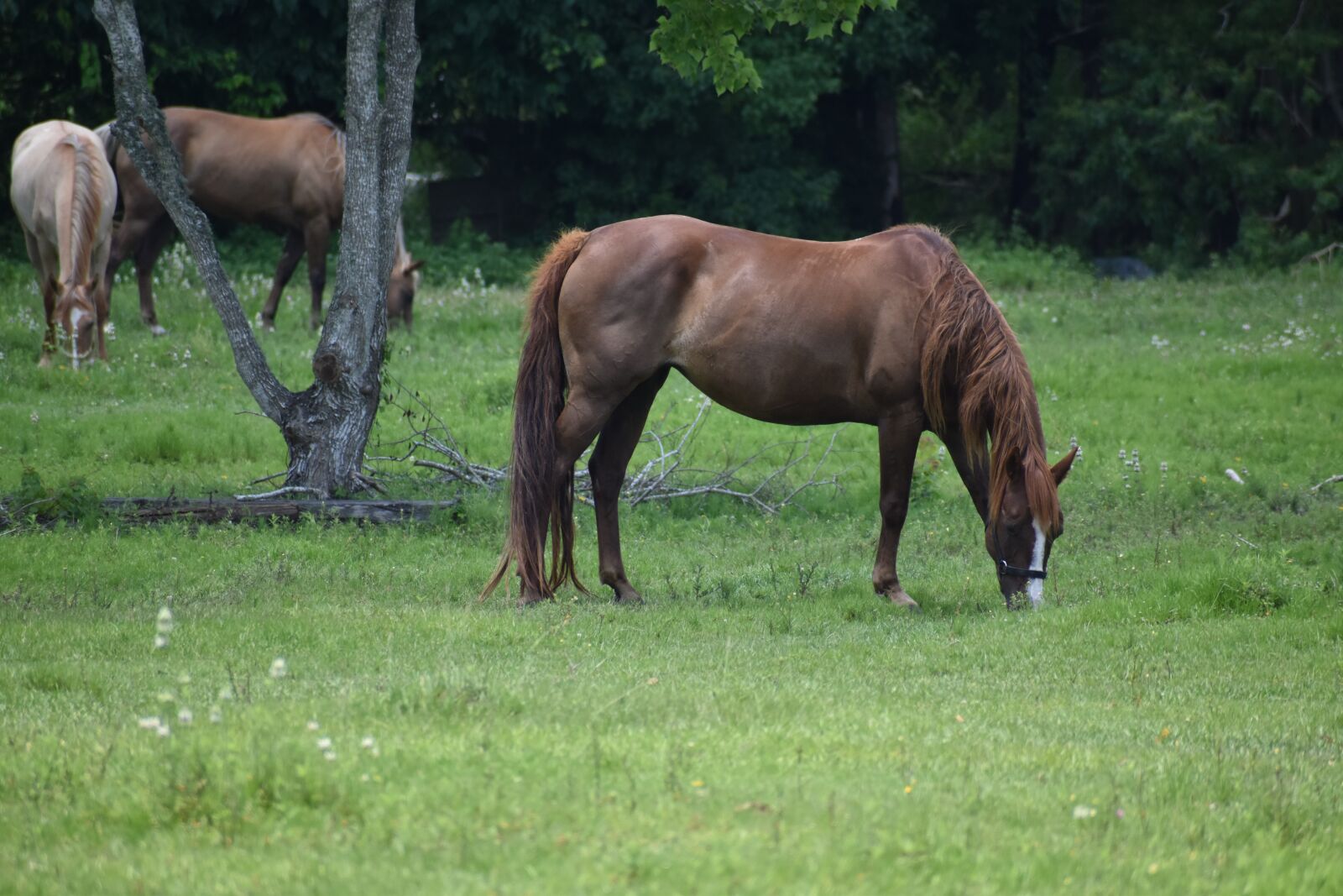 Nikon D3500 sample photo. Horses, stallion, pasture photography