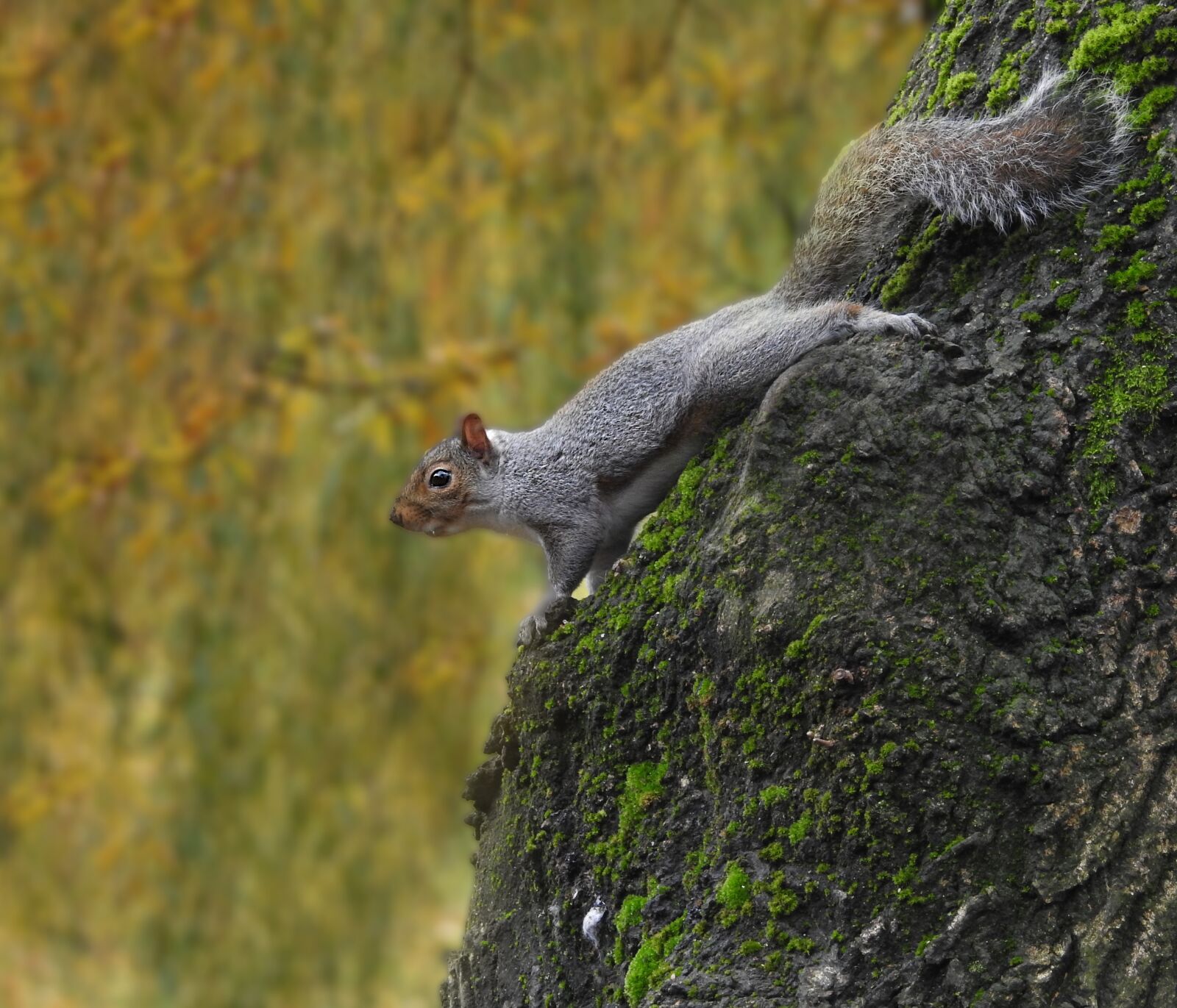 Nikon Coolpix P900 sample photo. Squirrel, cute, watching photography