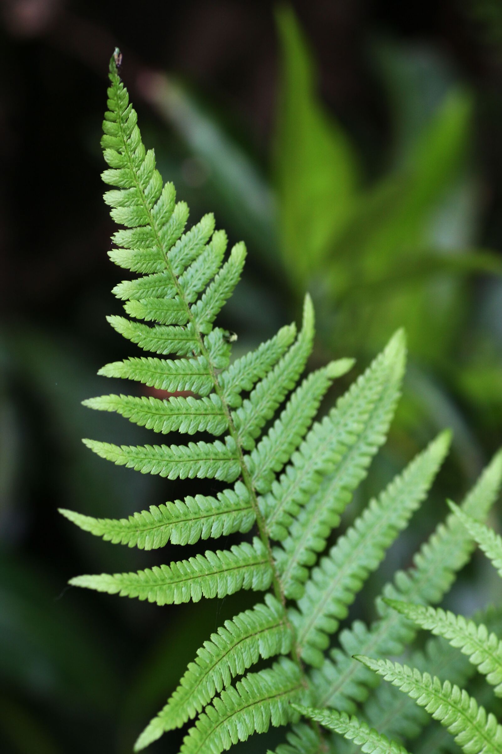 Canon EOS 350D (EOS Digital Rebel XT / EOS Kiss Digital N) sample photo. Fern, forest, green photography