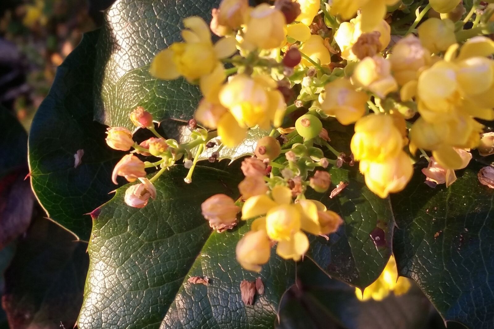 Samsung Galaxy S5 sample photo. Flower, yellow, bloom photography