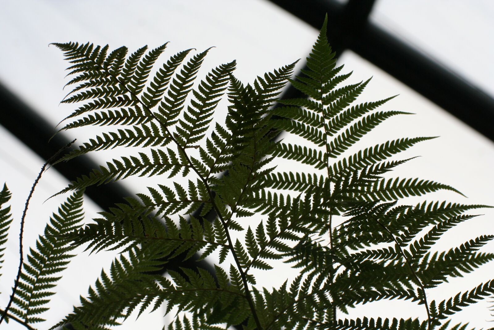 Canon EOS 350D (EOS Digital Rebel XT / EOS Kiss Digital N) sample photo. Fern, forest, artistic photography