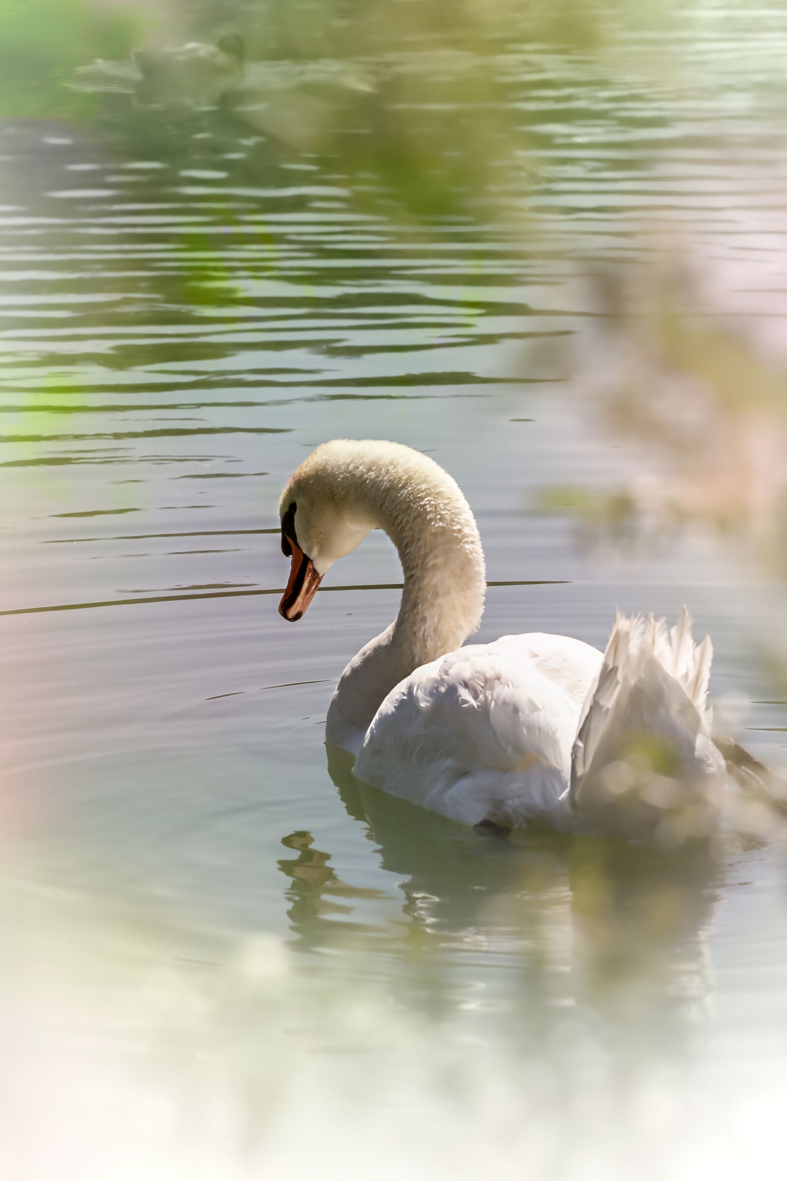 Canon EOS 7D sample photo. Swan, bird, lake photography
