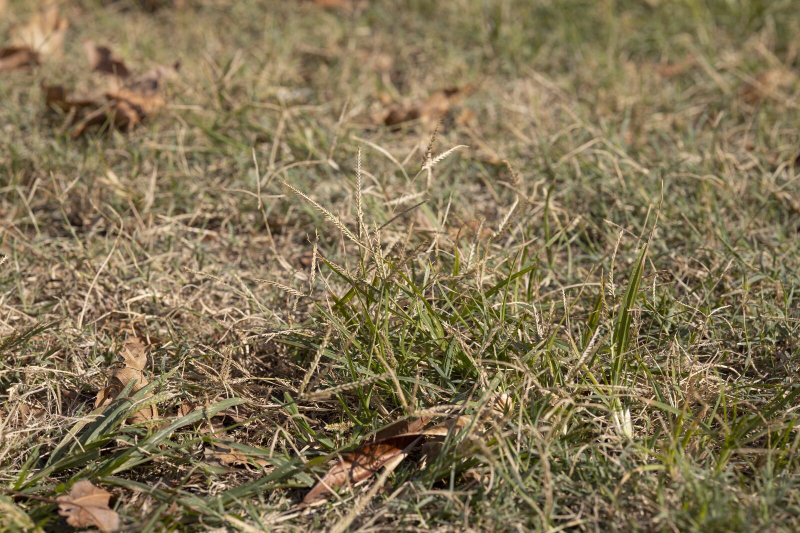 Canon RF 85mm F1.2L USM sample photo. Terry, grass, season photography