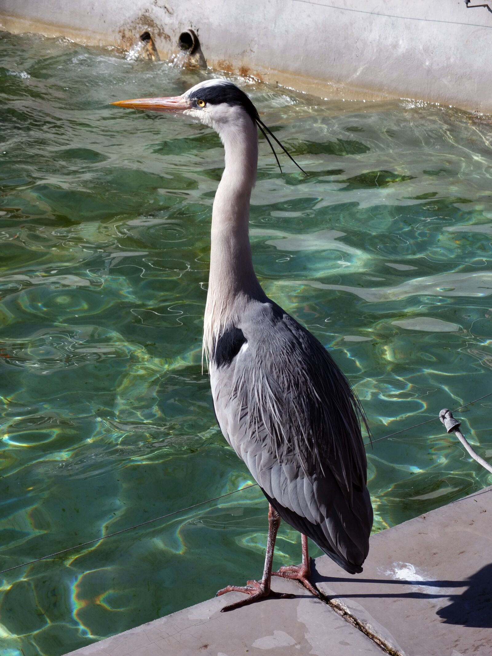 Fujifilm X10 sample photo. Bird, waters, nature photography