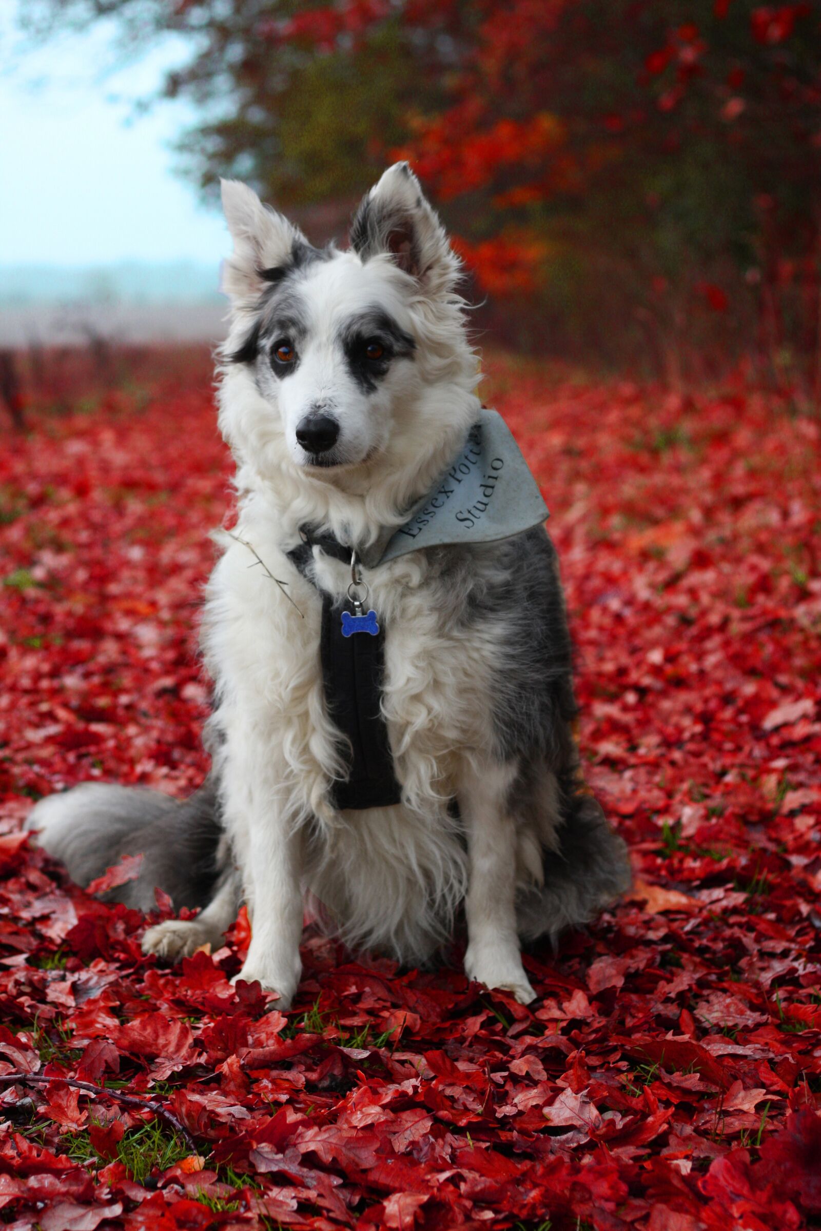 Canon EOS 40D sample photo. Border collie, collie, dog photography