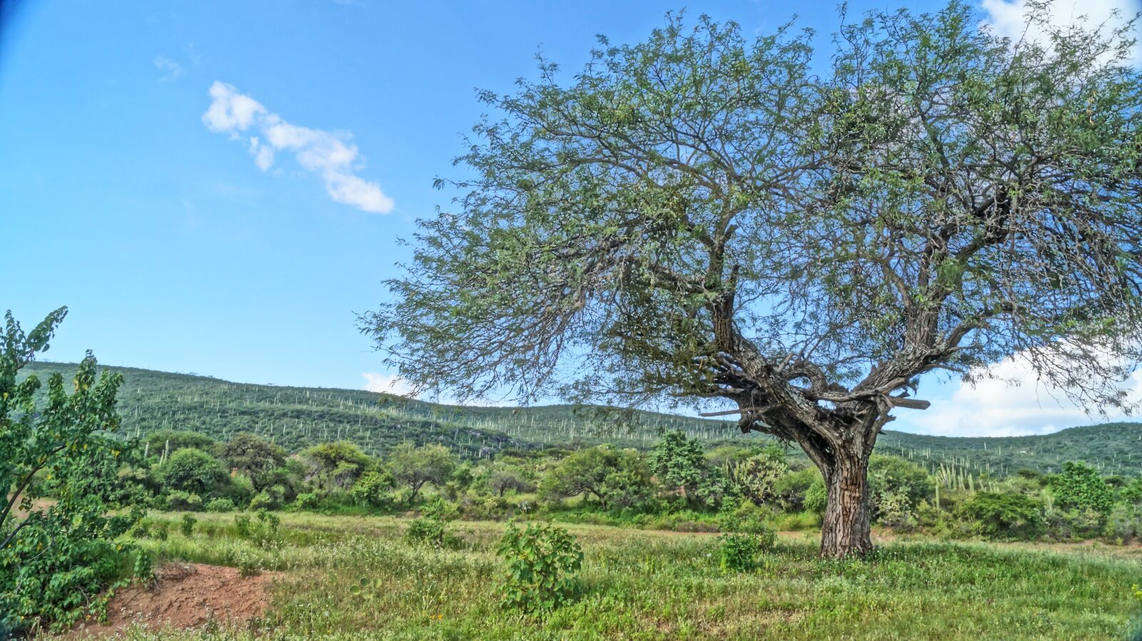 Sony DT 18-55mm F3.5-5.6 SAM II sample photo. Tree, nature, sky photography
