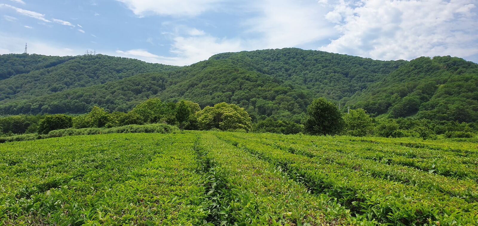 Samsung Galaxy S10 sample photo. Plantation, tea, summer photography