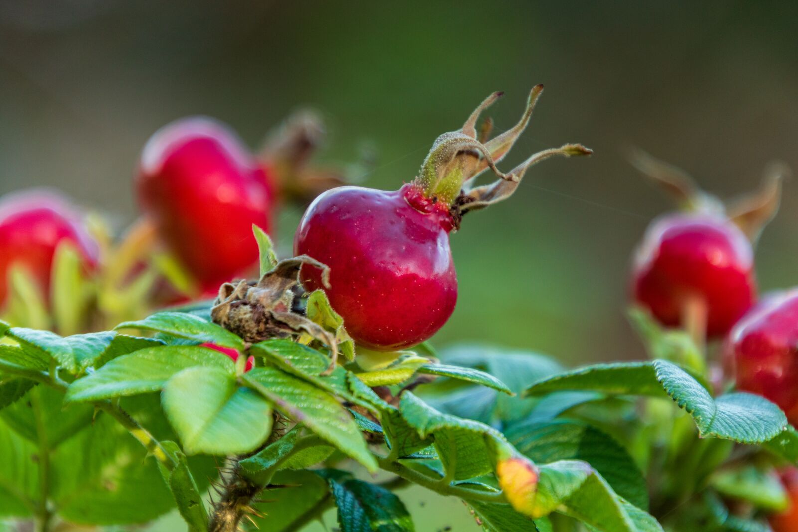 Canon EOS 750D (EOS Rebel T6i / EOS Kiss X8i) sample photo. Rose hip, wild rose photography