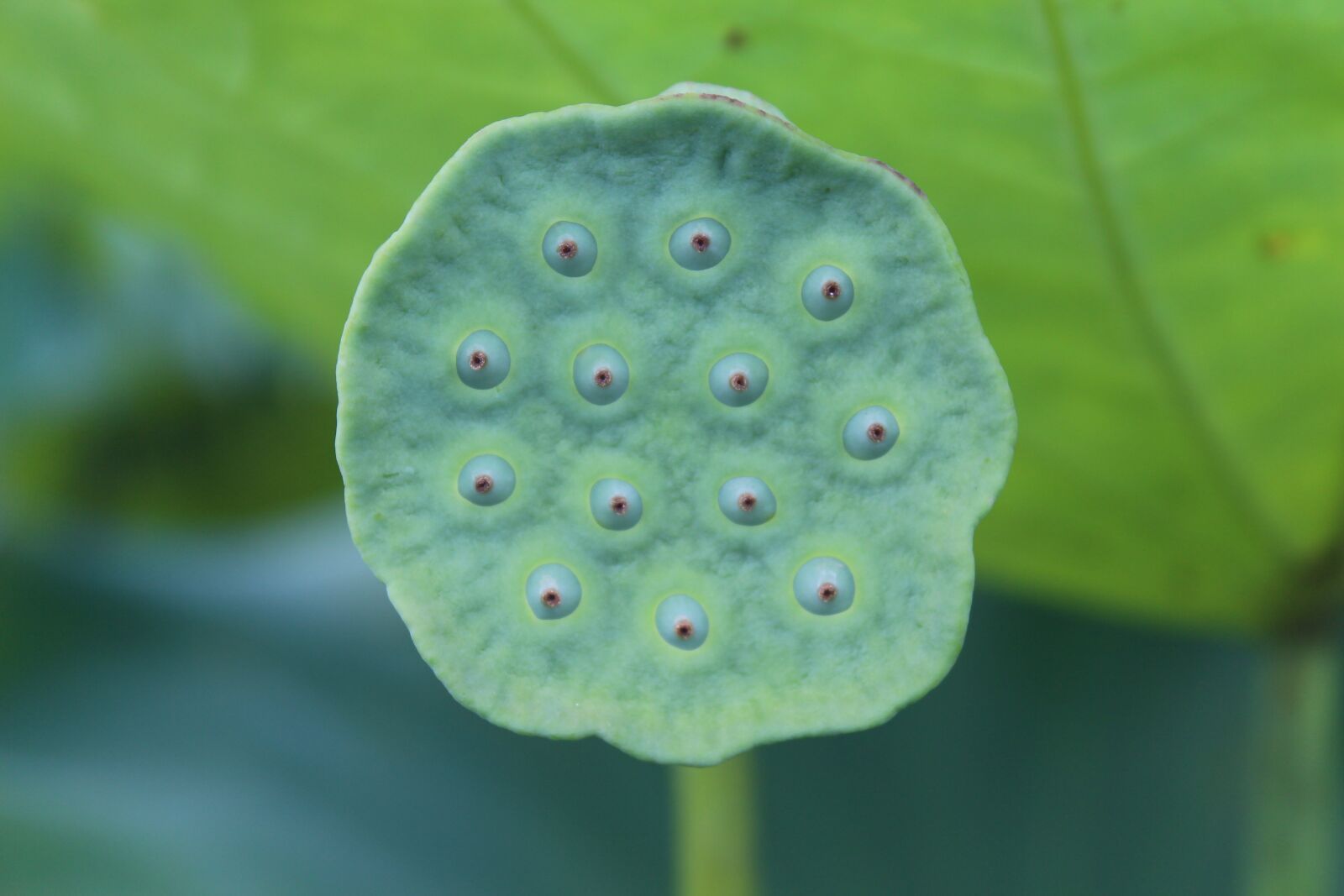 Canon EOS 650D (EOS Rebel T4i / EOS Kiss X6i) sample photo. Lotus, 蓮 peng, weird photography