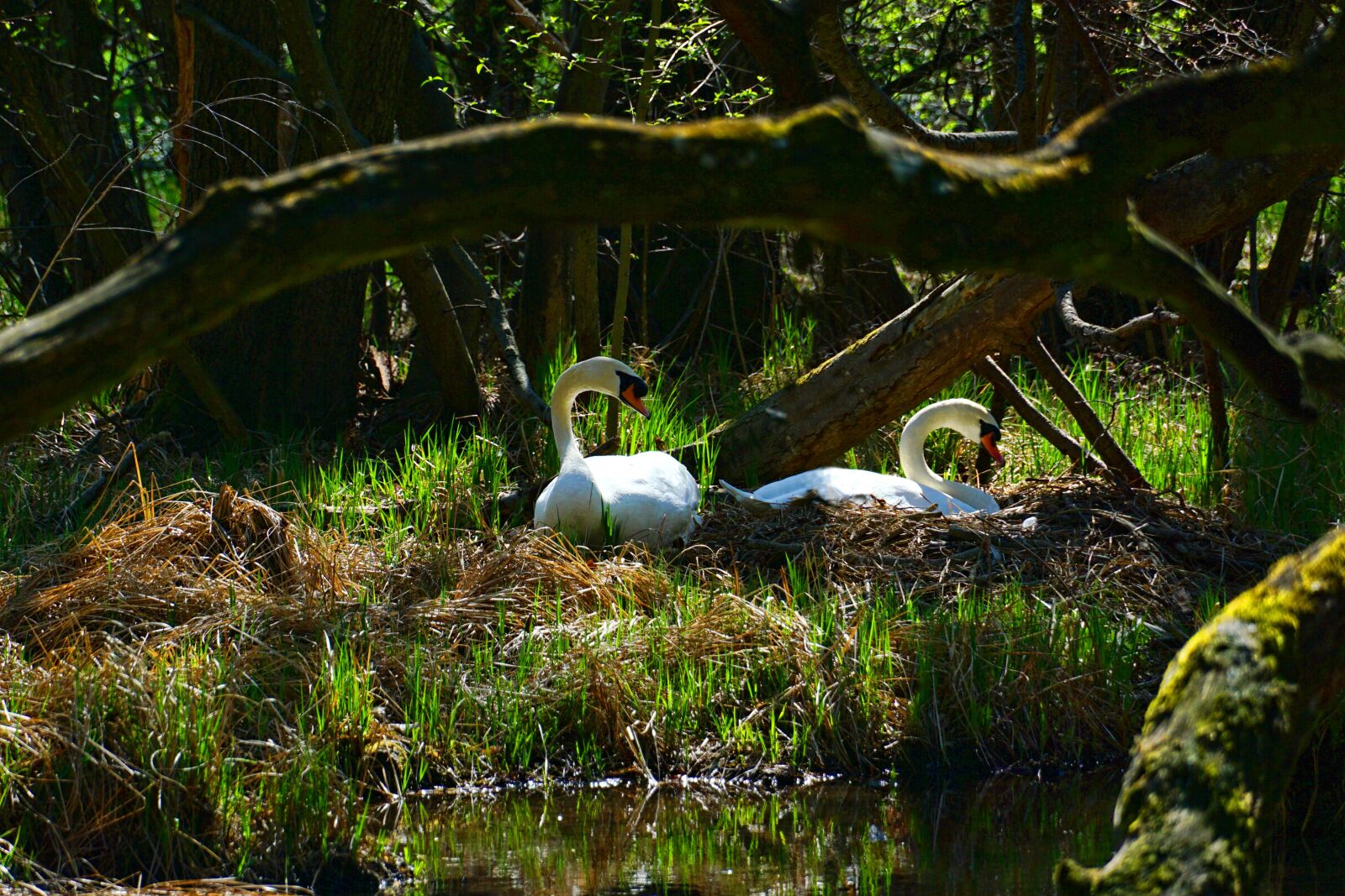 Sony a6000 sample photo. Nature, waters, swan pair photography