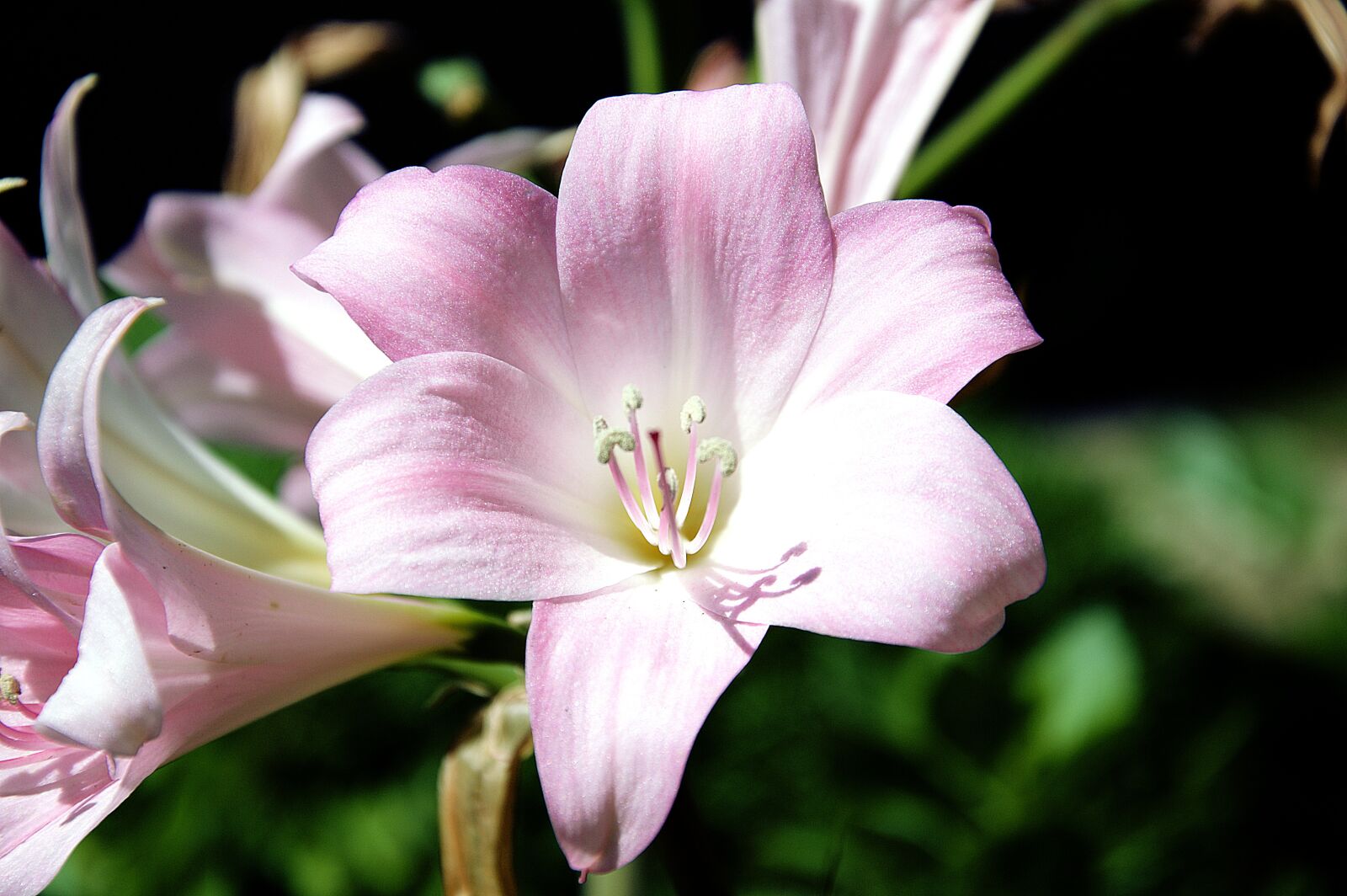 Nikon D3200 sample photo. Photo, flower, garden photography