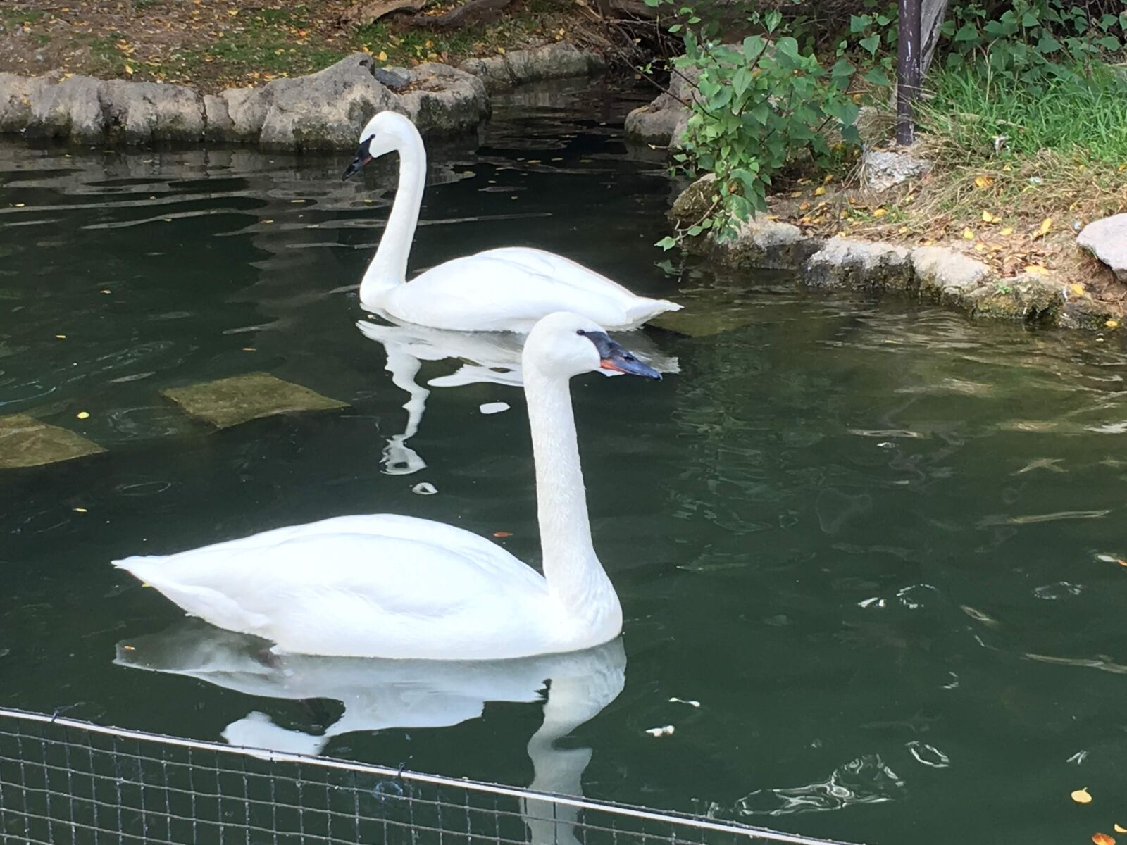 iPhone 6s Plus back camera 4.15mm f/2.2 sample photo. Swans, zoo, animal photography