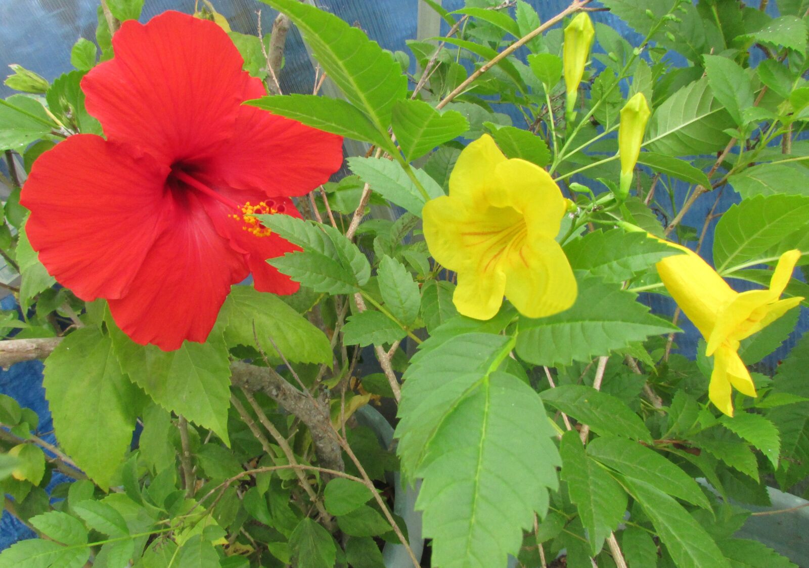 Canon PowerShot SX500 IS sample photo. Green, foliage, hibiscus, trumpet photography