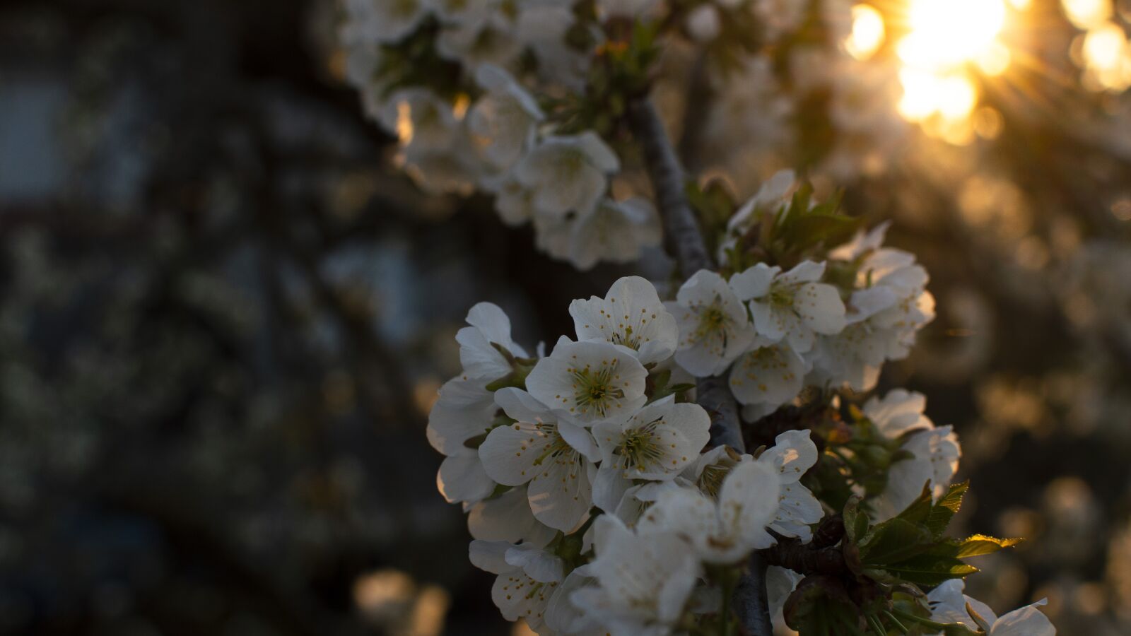 Nikon D3200 sample photo. Cherry, sun, spring photography