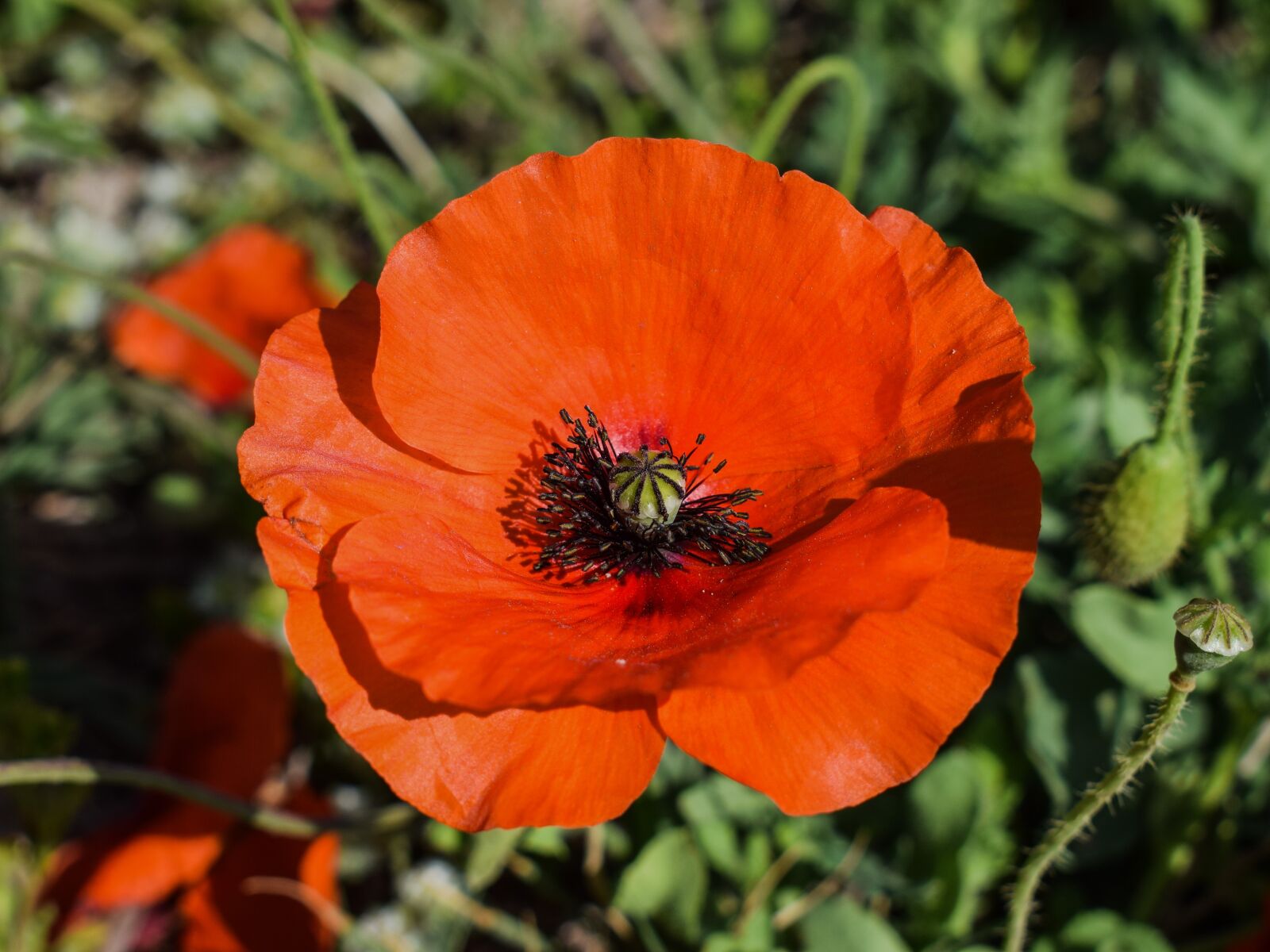 Nikon D3300 sample photo. Poppy, flower, red photography