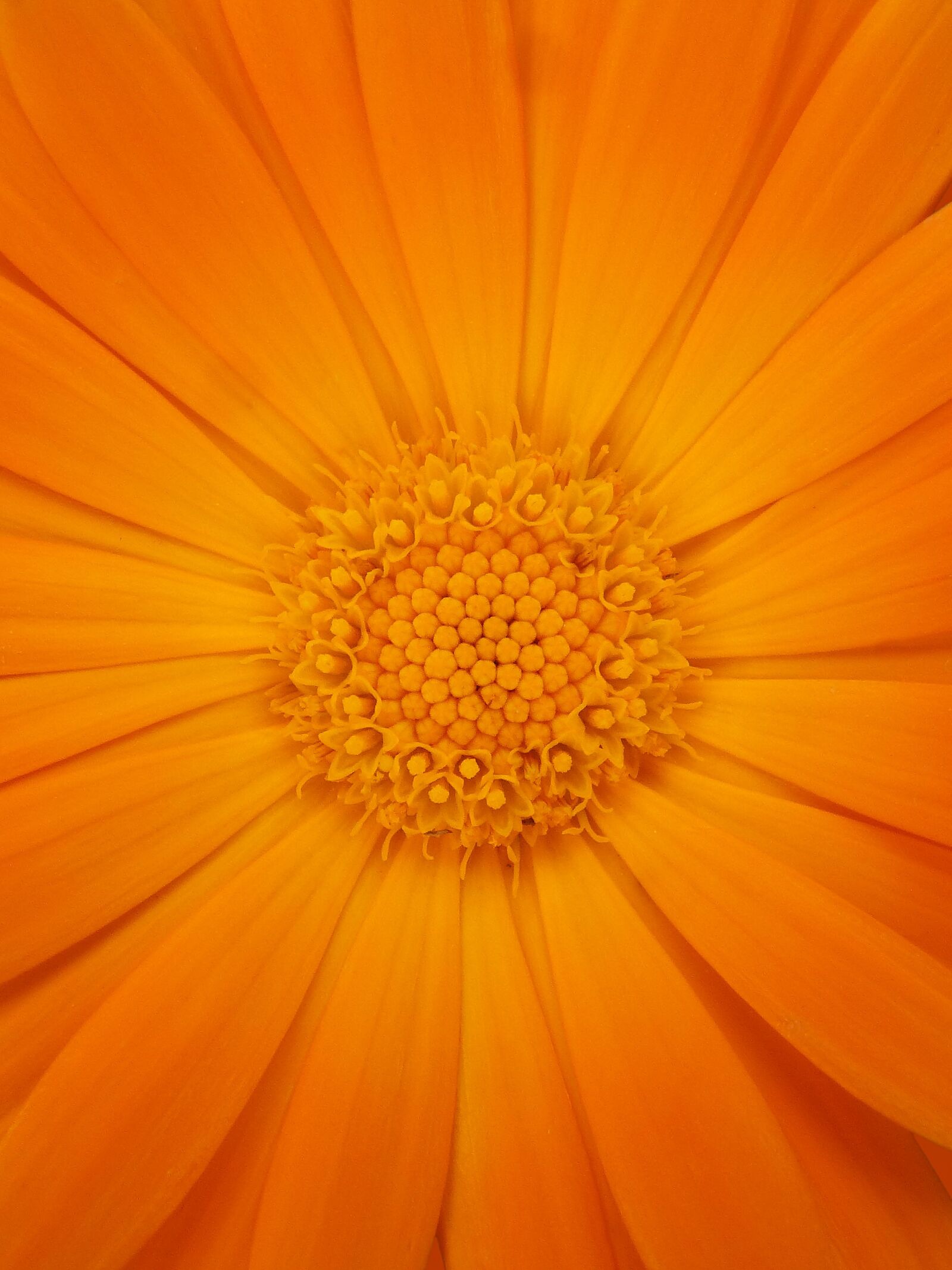 Panasonic DMC-FZ62 sample photo. Calendula, petals, foreground photography