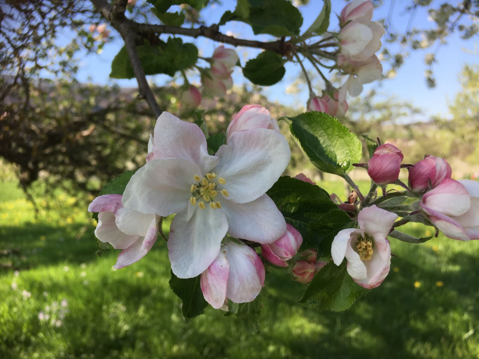 Apple iPhone 6s sample photo. Apple blossom, spring, nature photography