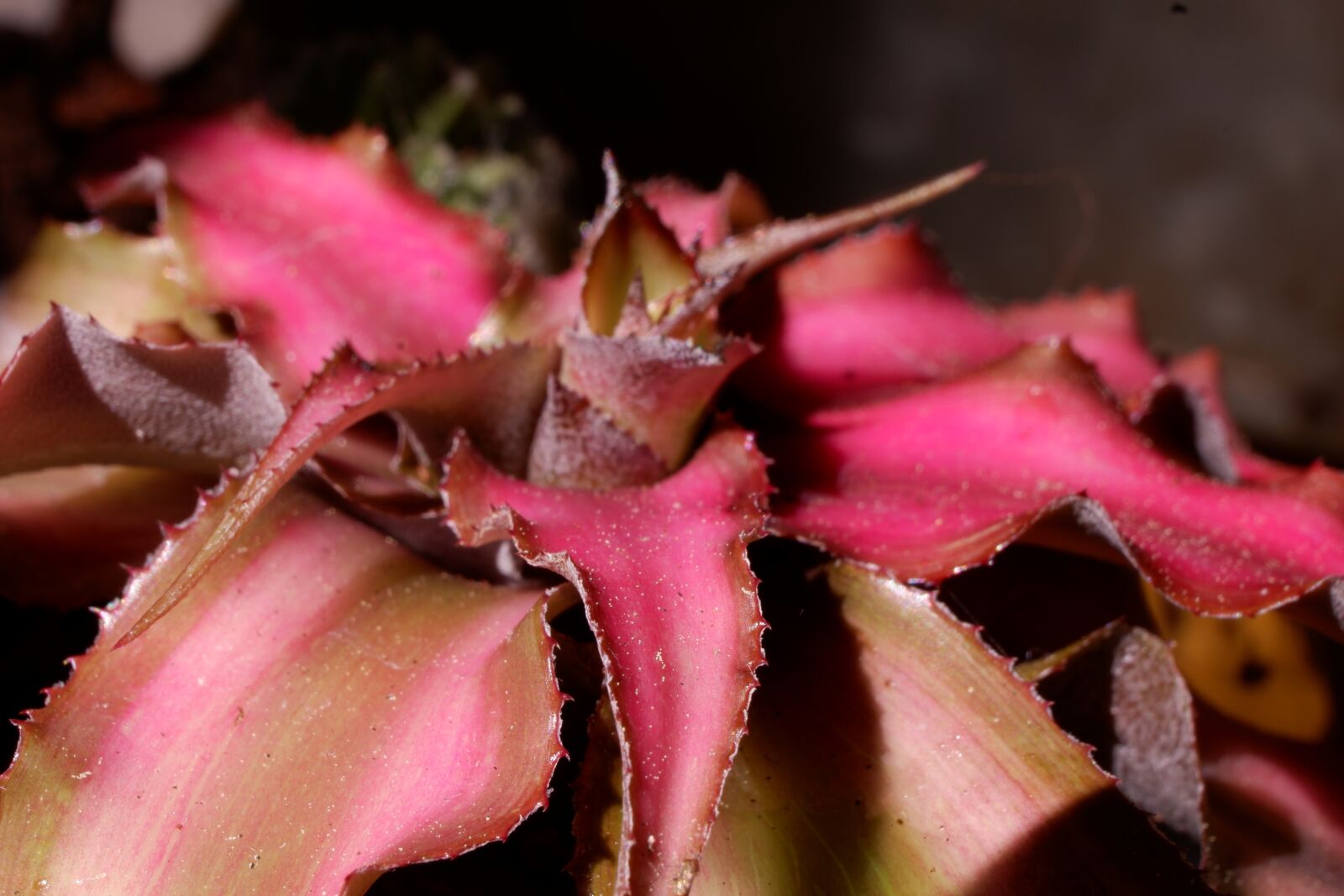 Fujifilm X-A3 sample photo. Succulent, cactus, plant photography