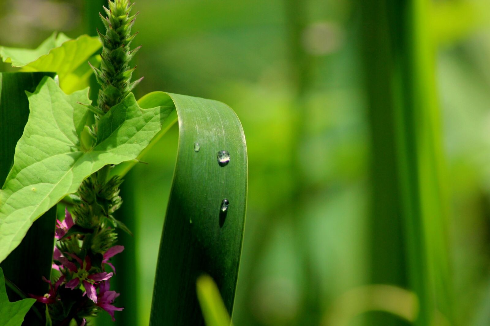 Canon EOS 600D (Rebel EOS T3i / EOS Kiss X5) sample photo. Nature, background, green photography