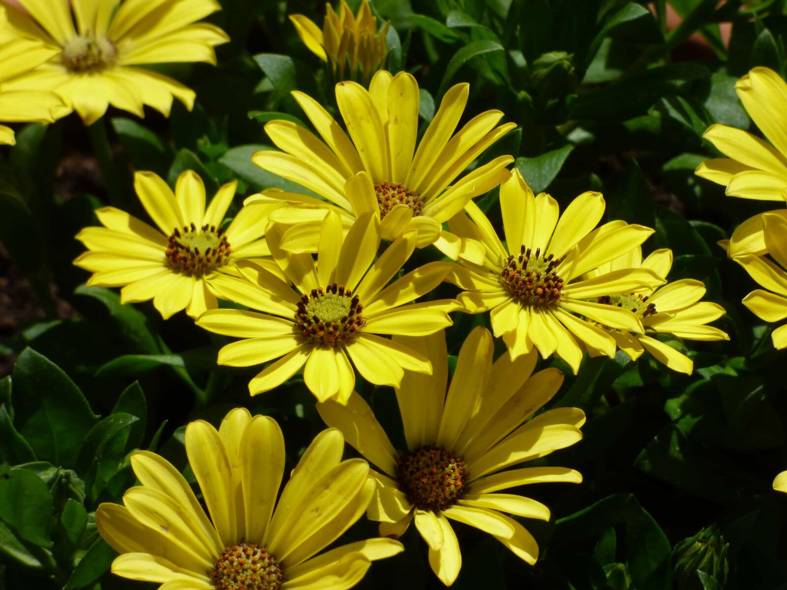 Panasonic DMC-FZ72 sample photo. Flower garden, horticulture, yellowish photography