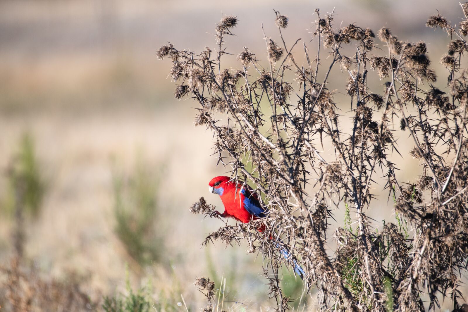 Nikon D850 sample photo. Crimson rosella, bird, avian photography