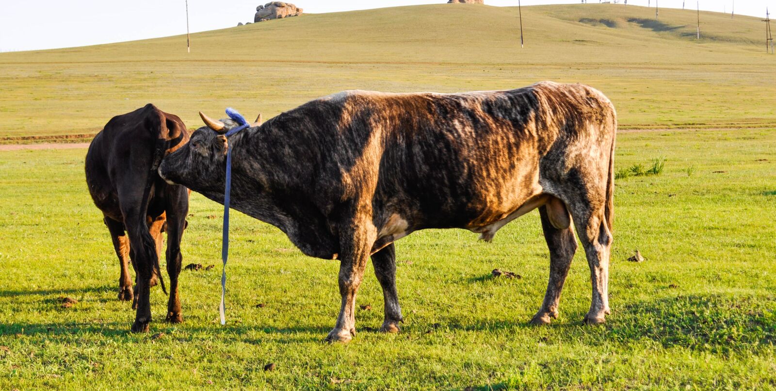 Nikon D90 sample photo. Cattle, bull, cow photography