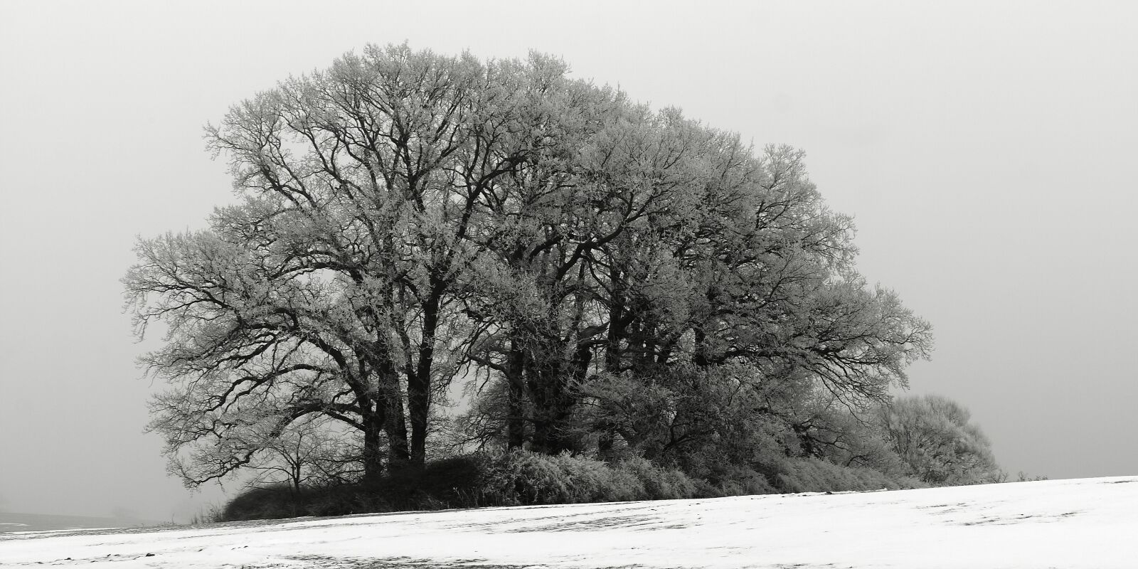 Canon EOS 400D (EOS Digital Rebel XTi / EOS Kiss Digital X) sample photo. Wood, winter, fog photography