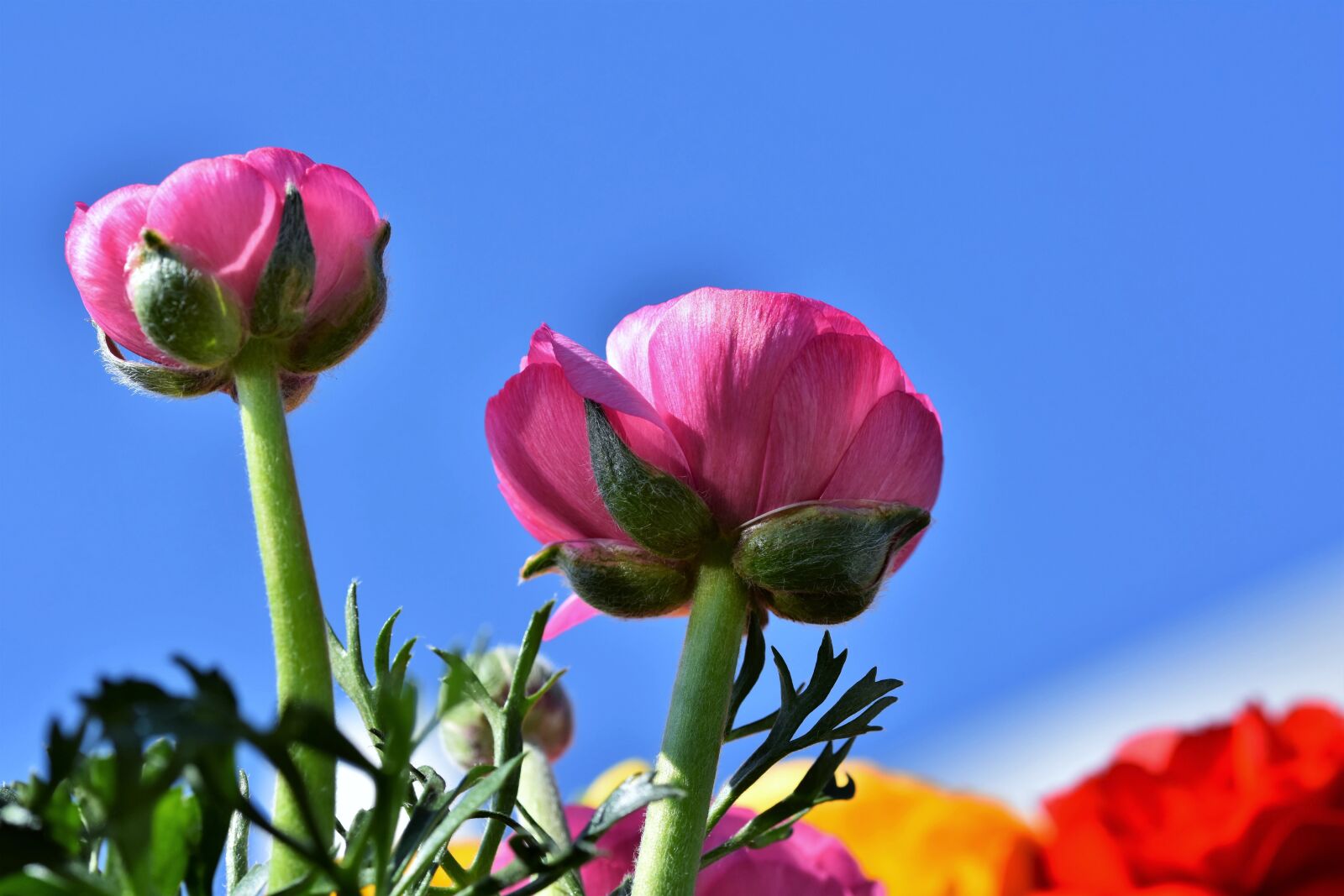 Nikon D7200 sample photo. Ranunculus, flower, blossom photography