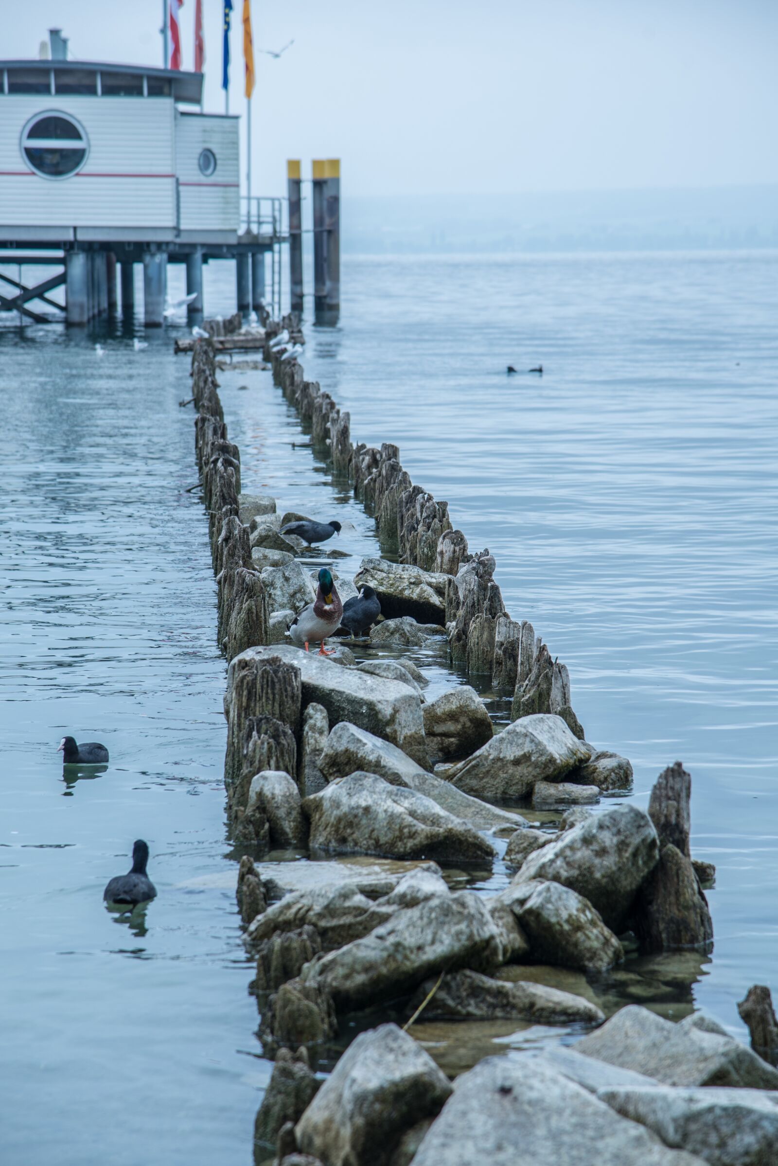 Nikon D610 sample photo. Web, water, lake constance photography