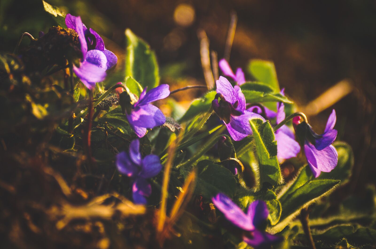 Sony DT 55-300mm F4.5-5.6 SAM sample photo. Violet, purple, spring photography