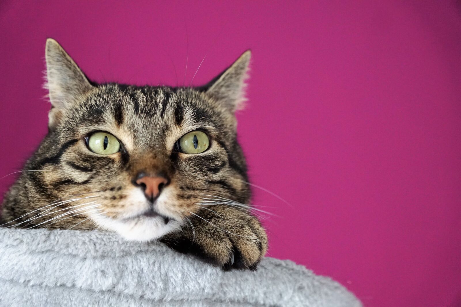 Sony ILCA-77M2 + Sony DT 16-50mm F2.8 SSM sample photo. Cat, snout, face photography