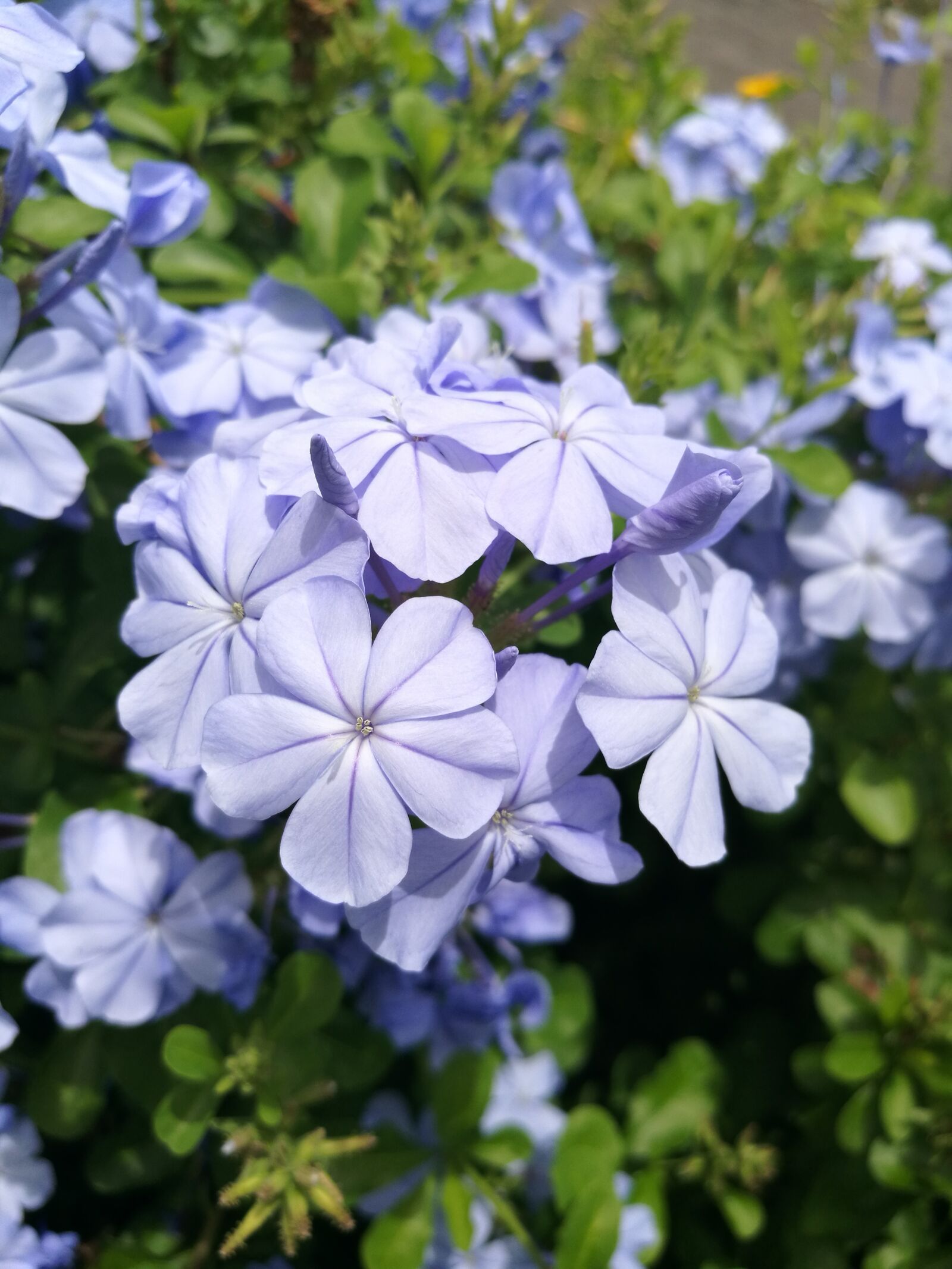 HUAWEI P9 Plus sample photo. Flowers, nature, the small photography
