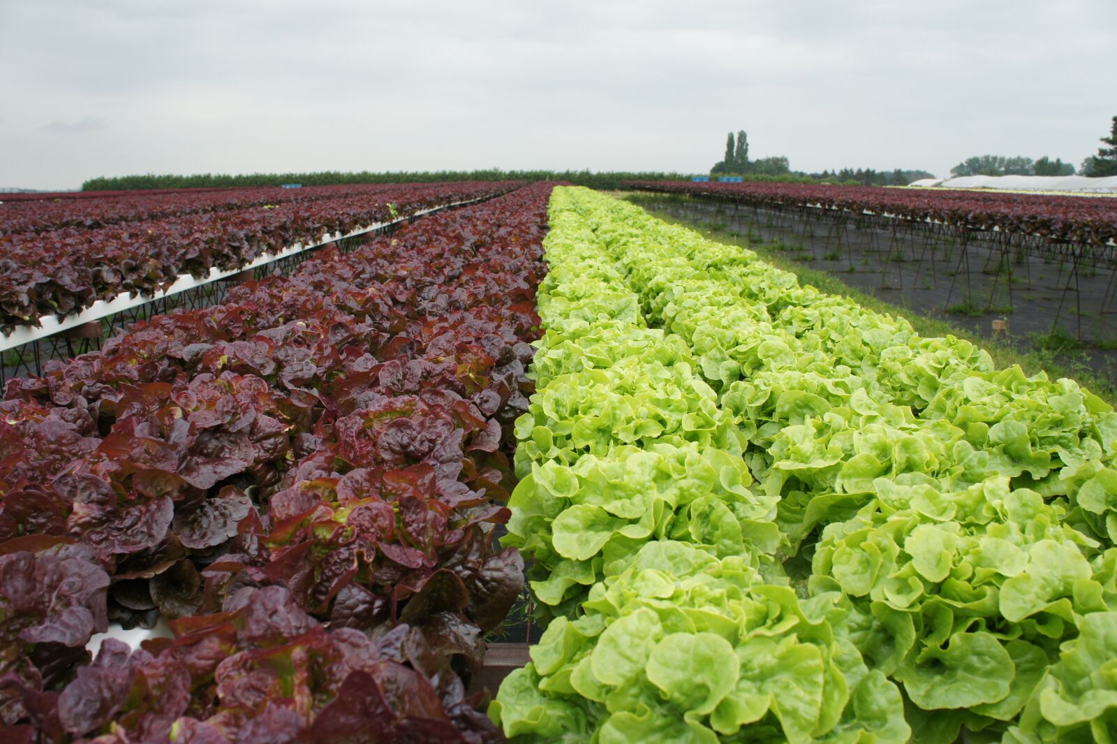 Sony Alpha NEX-5 + Sony E 18-55mm F3.5-5.6 OSS sample photo. Lettuce, red lettuce, horticulture photography