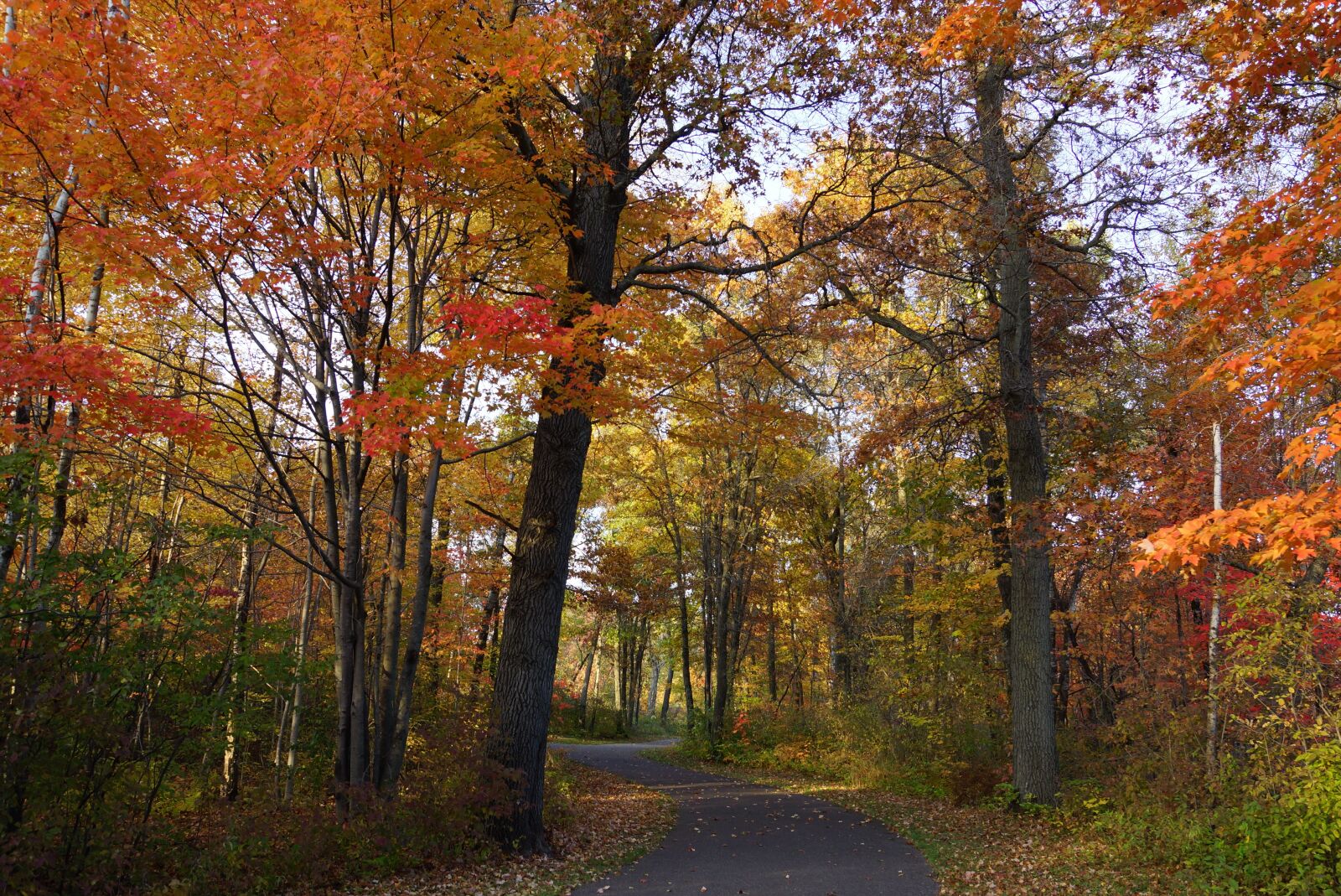 Sony SLT-A77 + Sony DT 16-50mm F2.8 SSM sample photo. Fall, trail, autumn photography
