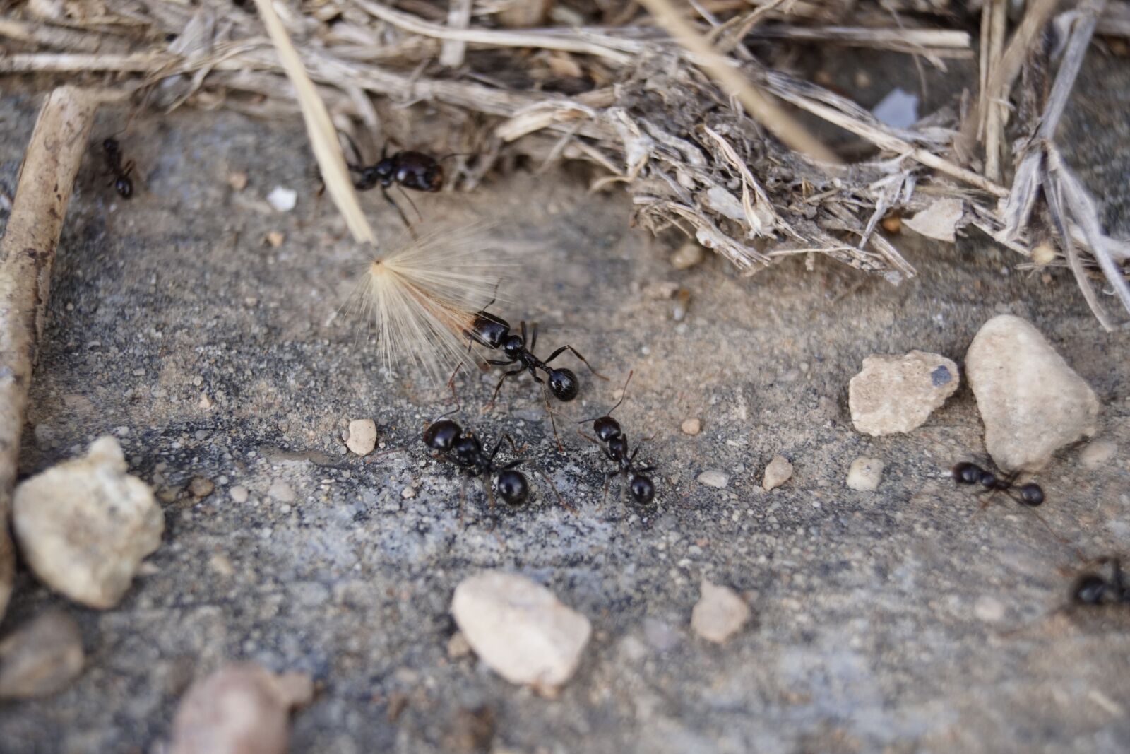 Sony SLT-A68 sample photo. Ant, the ant, insect photography